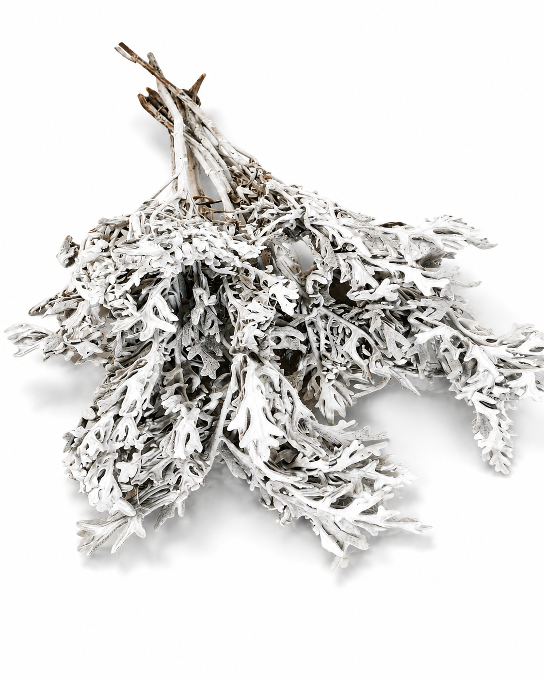 Silver Cineraria Stems