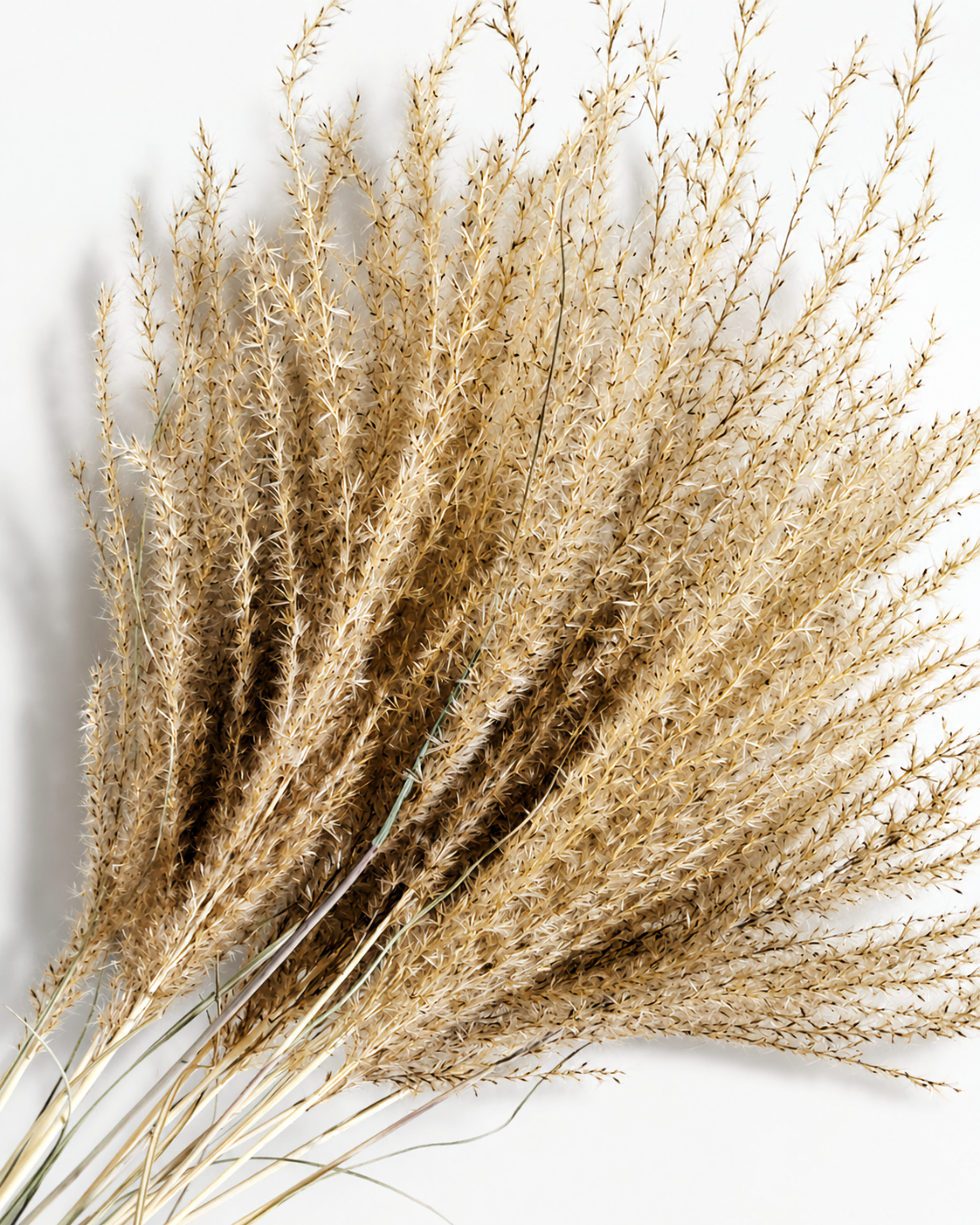 Wide spread bouquet of natural beige dried Miscanthus stems on a clean white background.
