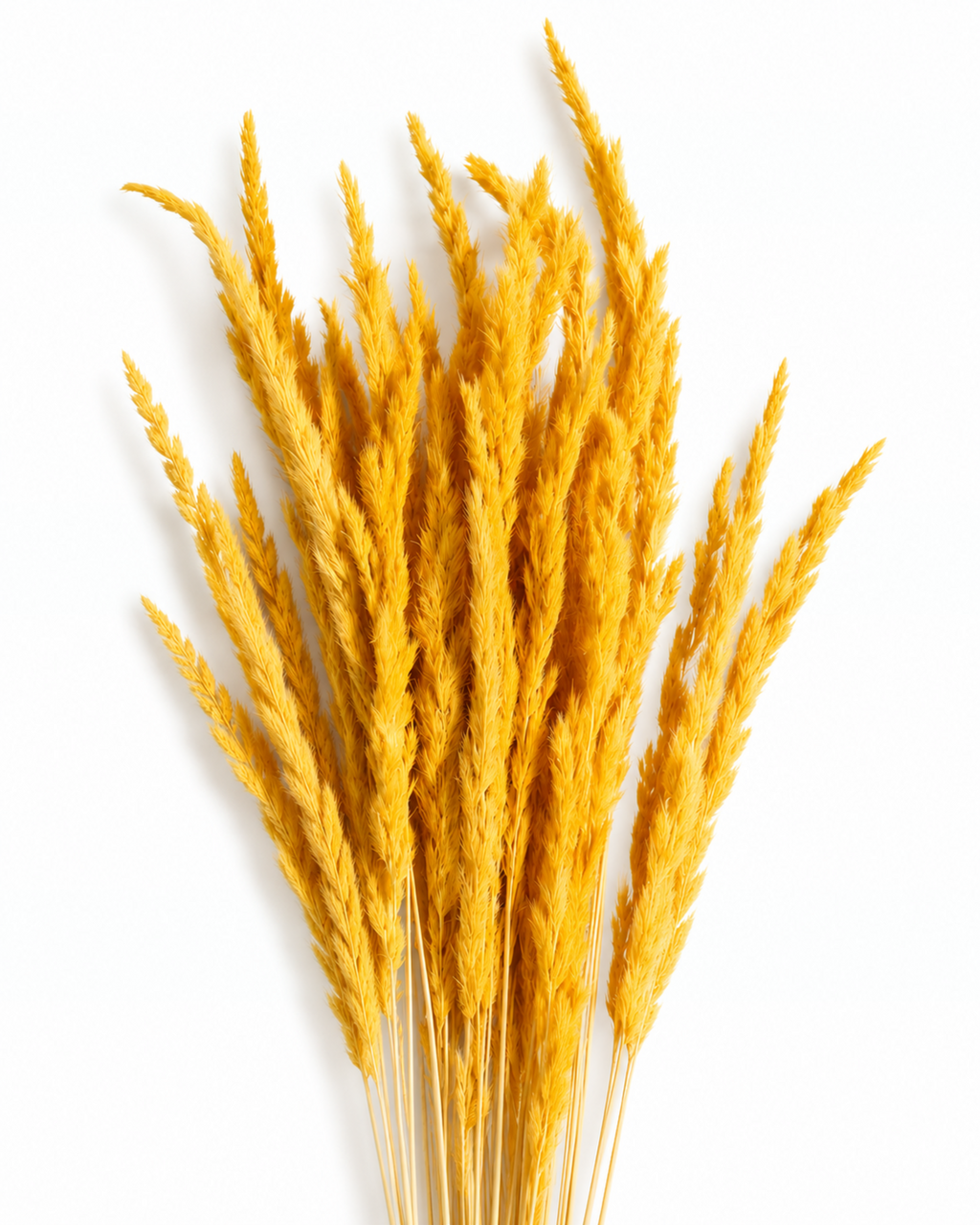 Premium dried sunny yellow calamagrostis grass stems 50 bundle for professional florist decor