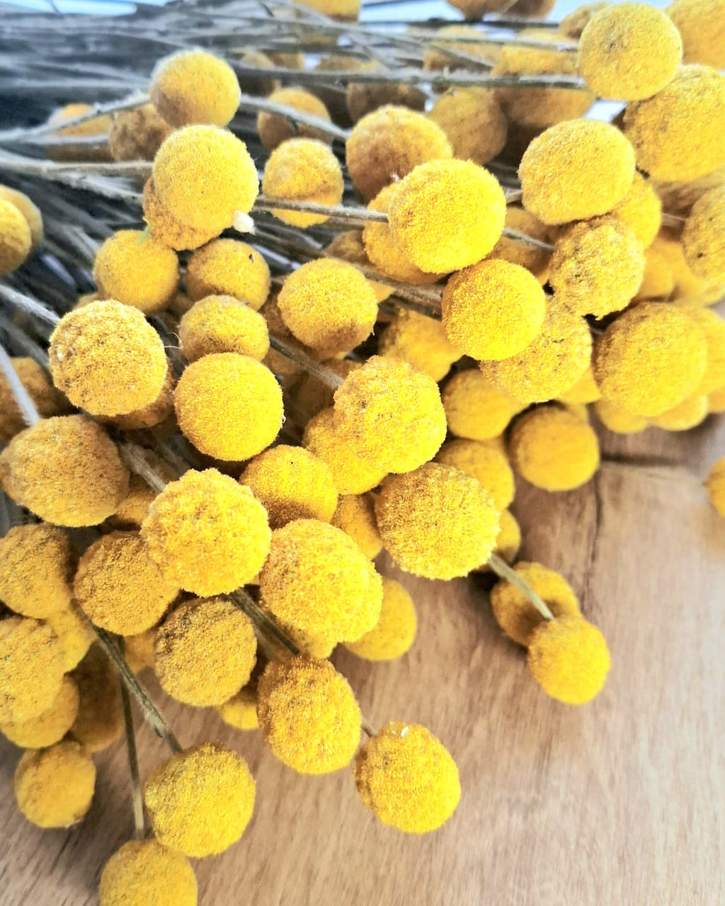 Yellow Craspedia Stems