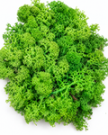 Overhead view of a dense pile of preserved light green reindeer moss for crafting.
