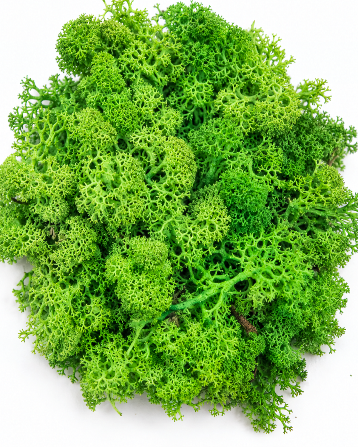 Overhead view of a dense pile of preserved light green reindeer moss for crafting.

