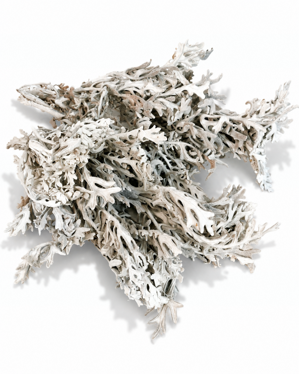 Lush bouquet of dusty white preserved cineraria maritima foliage spread out flat

