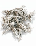 Lush bouquet of dusty white preserved cineraria maritima foliage spread out flat
