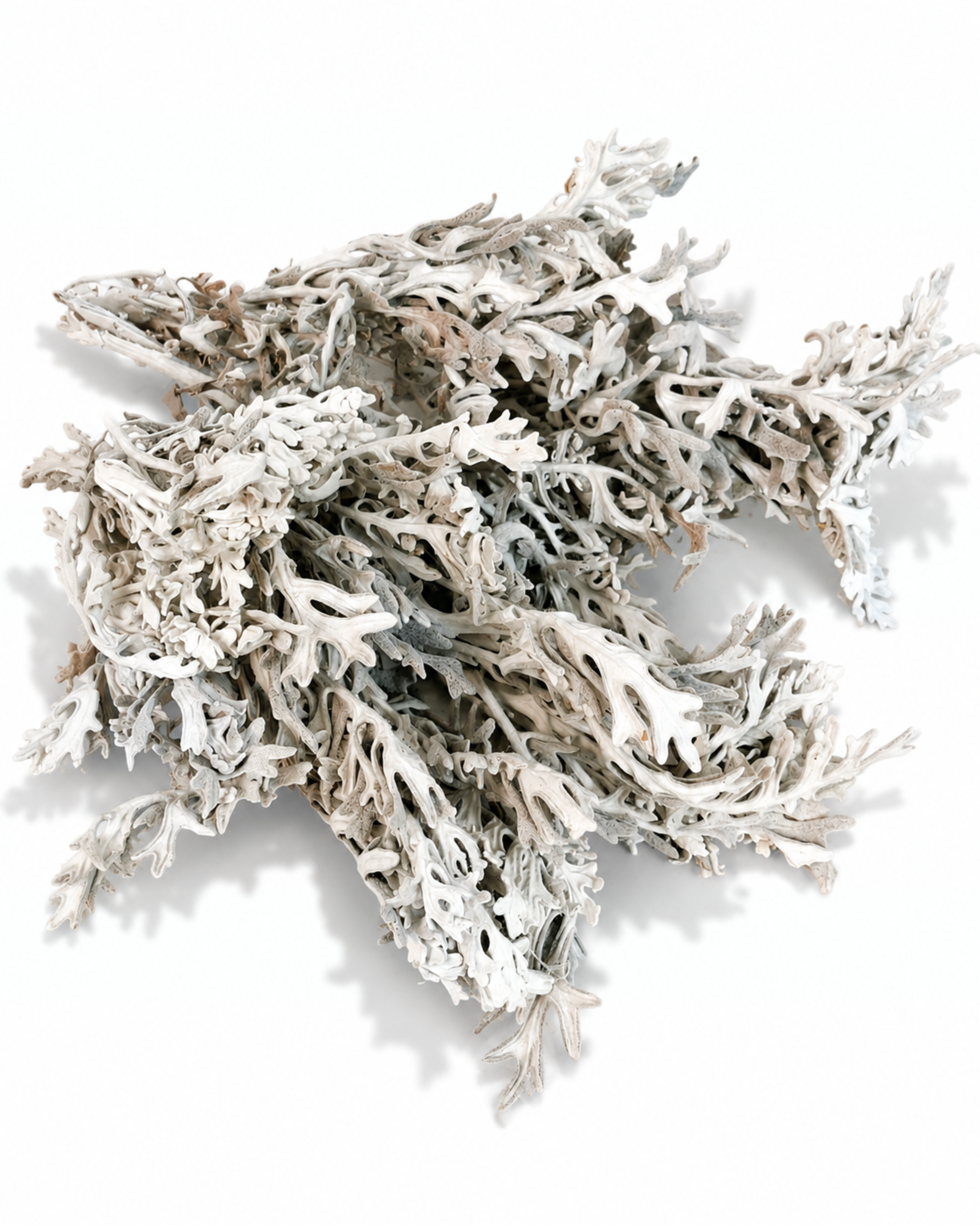 Lush bouquet of dusty white preserved cineraria maritima foliage spread out flat
