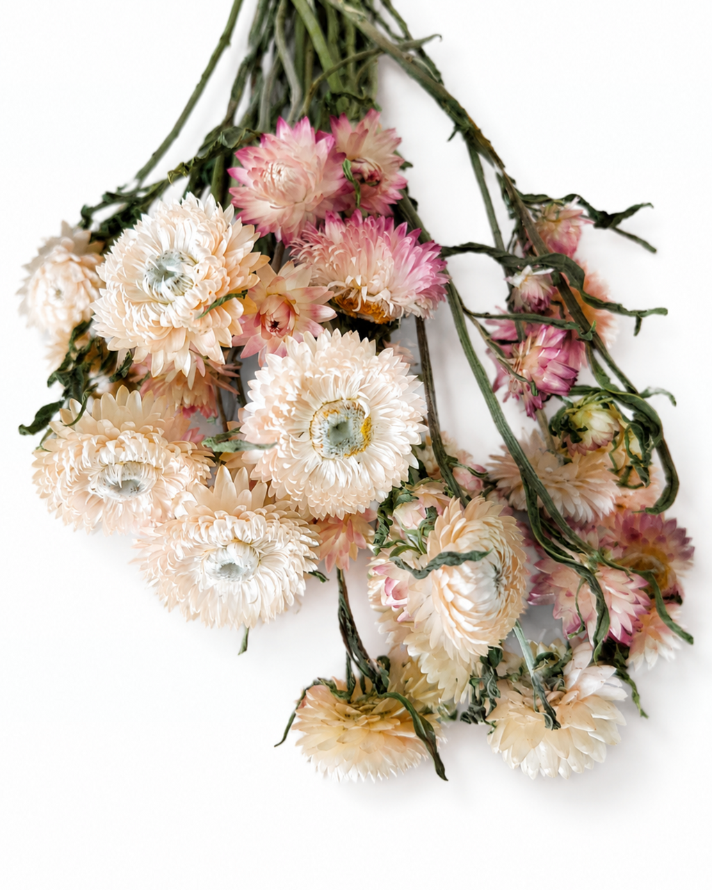 Naturally air-dried peach and pink Helichrysum flower stems, 20-25 pieces bundle, 30-35cm length for modern home styling.
