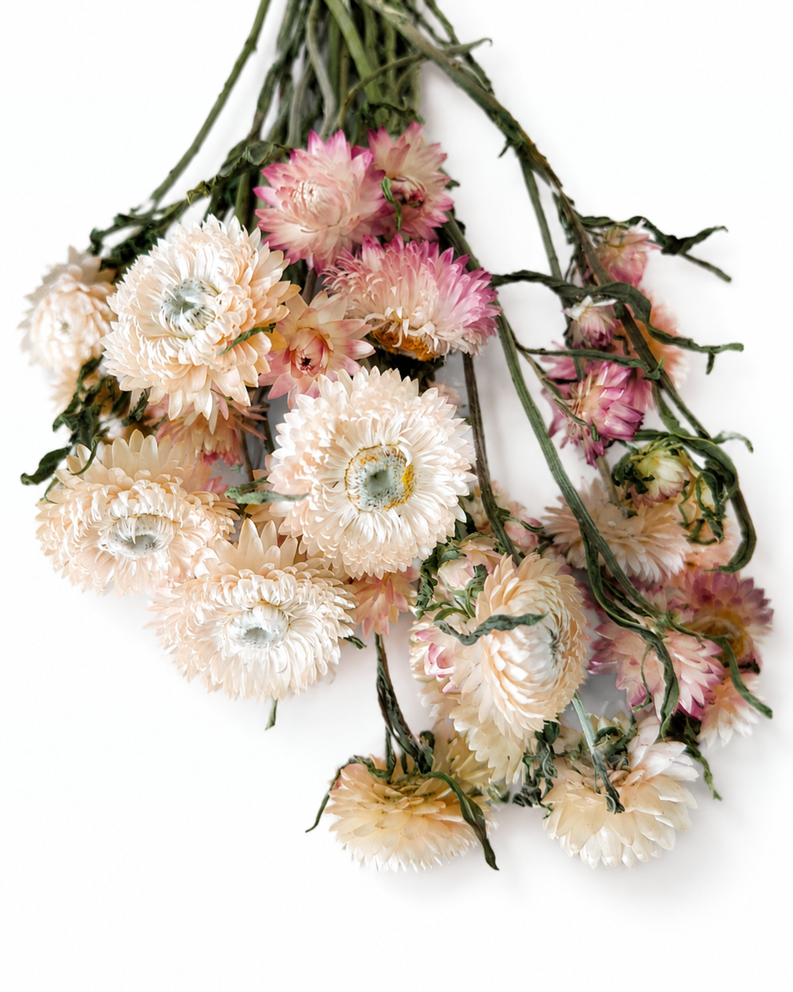 Naturally air-dried peach and pink Helichrysum flower stems, 20-25 pieces bundle, 30-35cm length for modern home styling.
