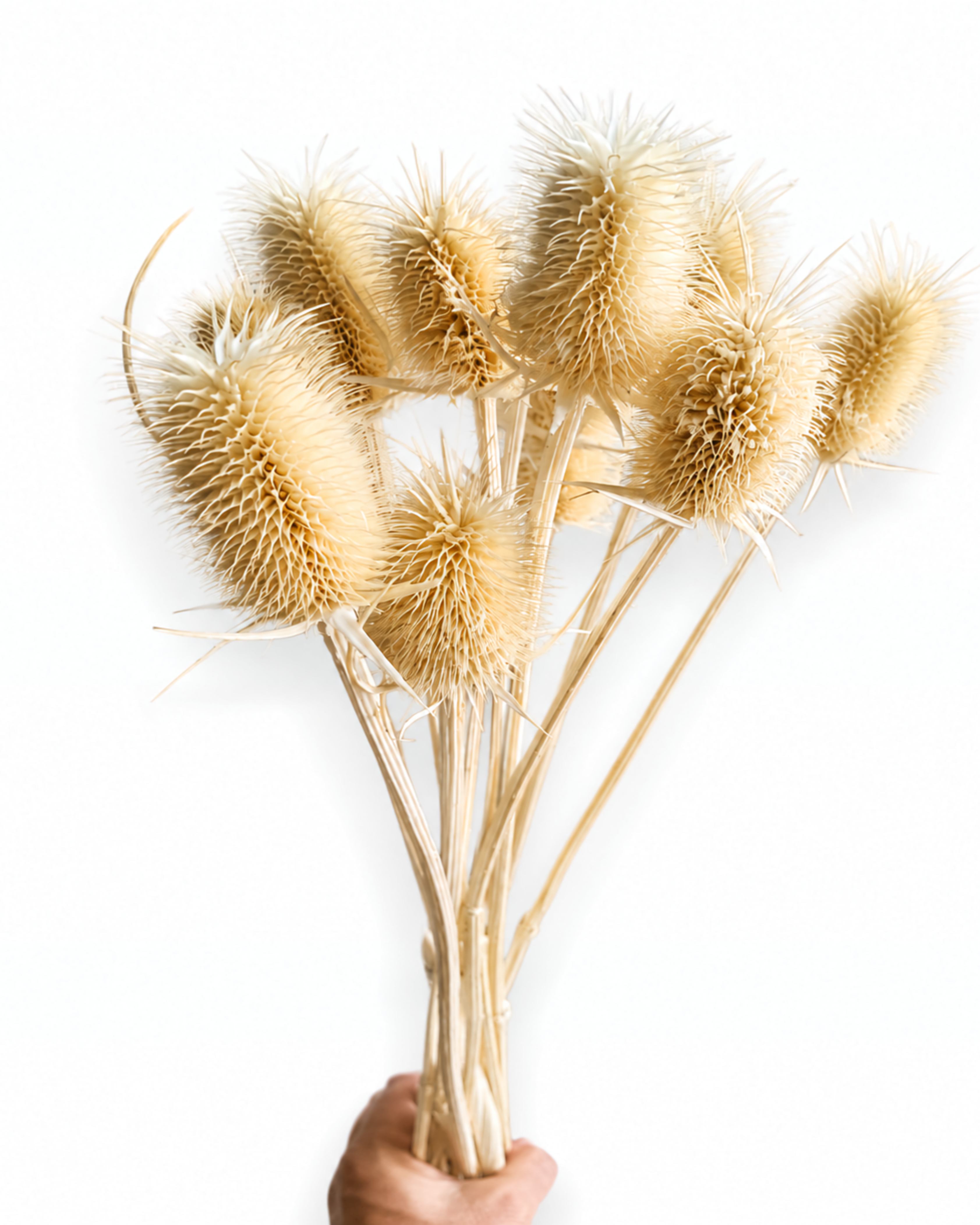 Naturally air-dried Dipsacus Fullonum thistle branches, 10 pieces pack, 50-55cm length, for rustic home decoration.
