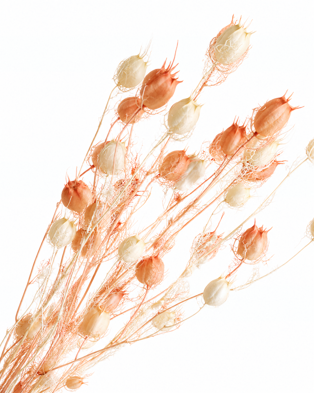 White Pink Nigella Pods, Preserved Seed Pod Stems