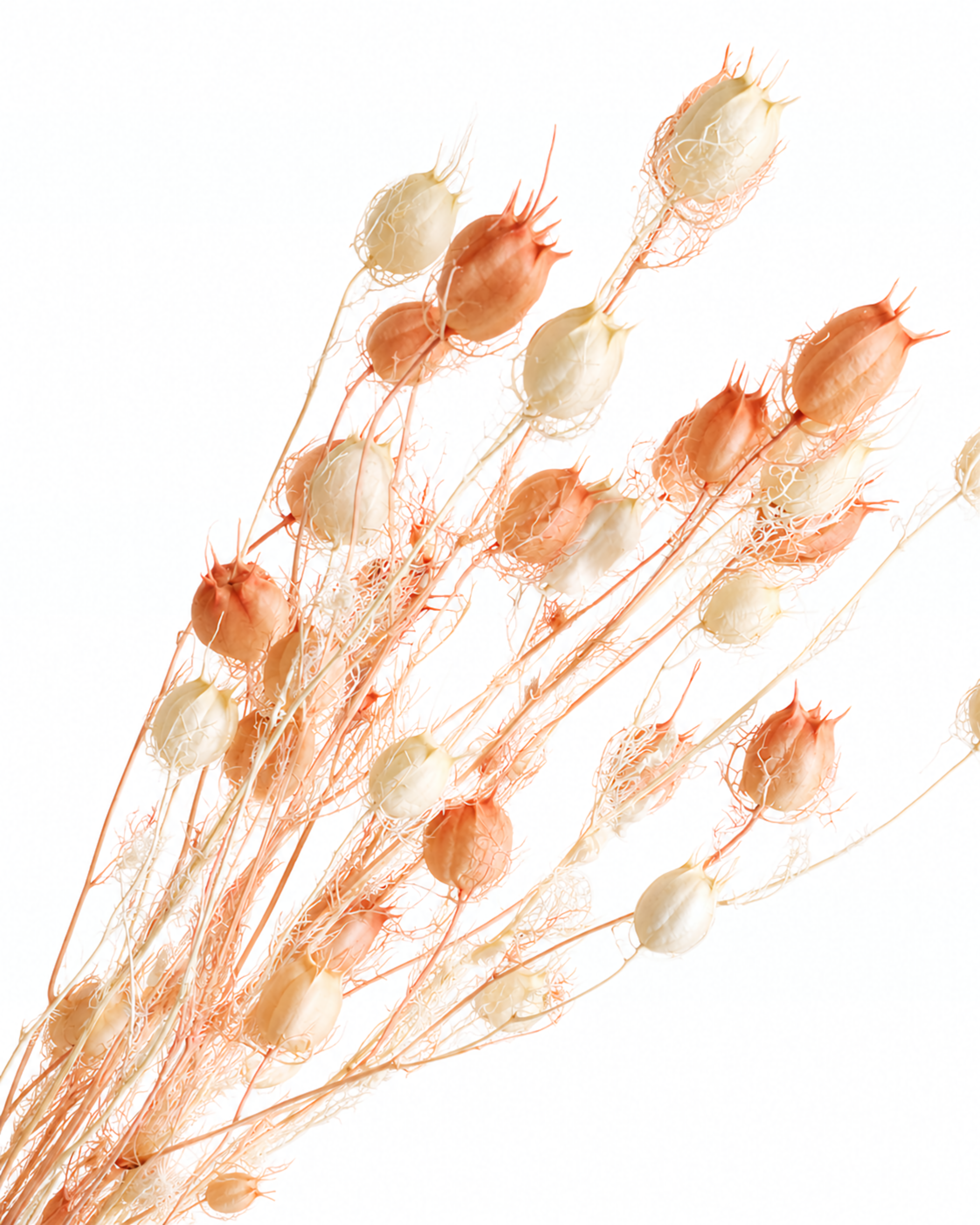 White Pink Nigella Pods, Preserved Seed Pod Stems
