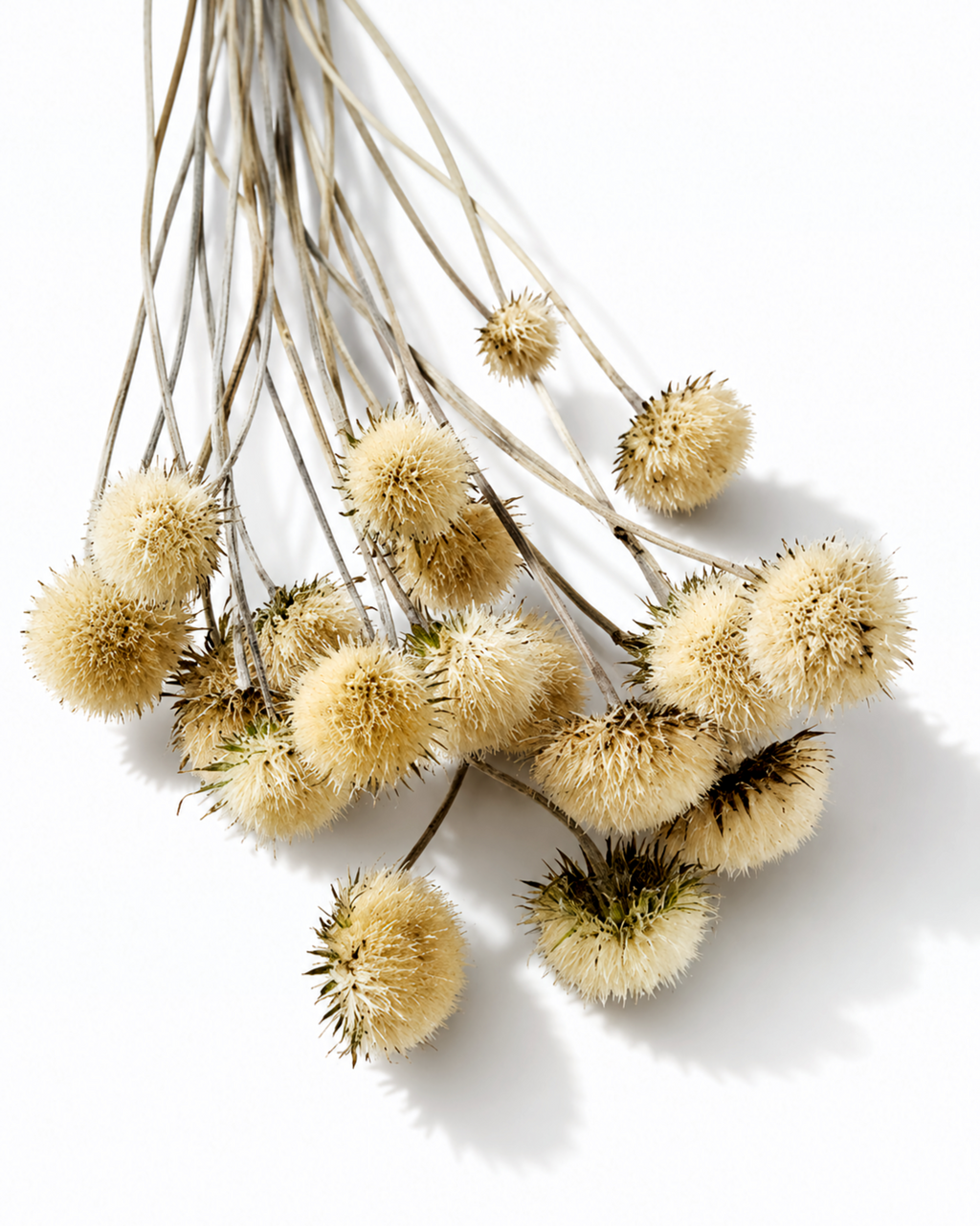 Top-down view of a bunch of dried beige thistle stems laid out against a bright white background.
