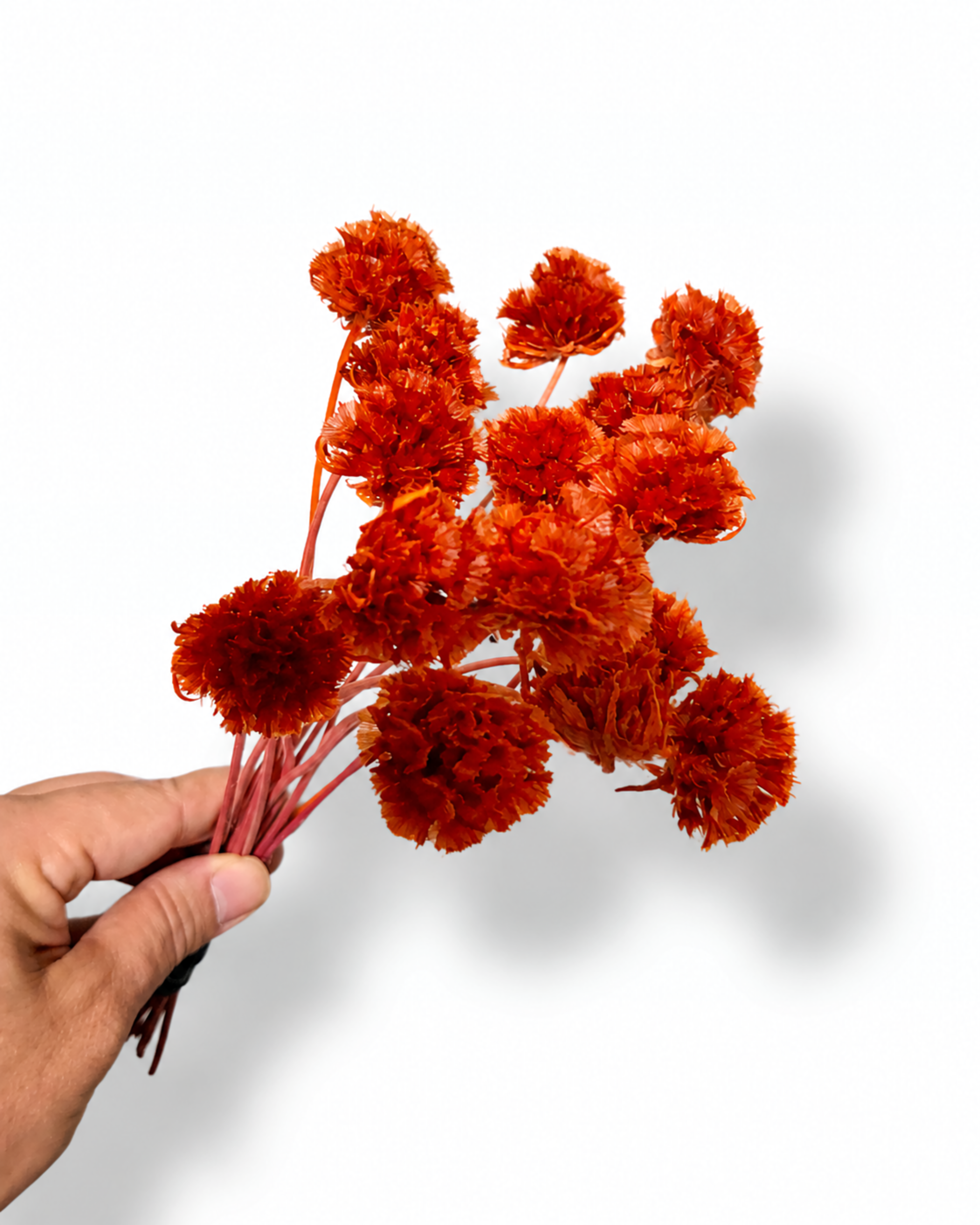 Red stabilized scabiosa pods on slender stems arranged diagonally on a bright white background.
