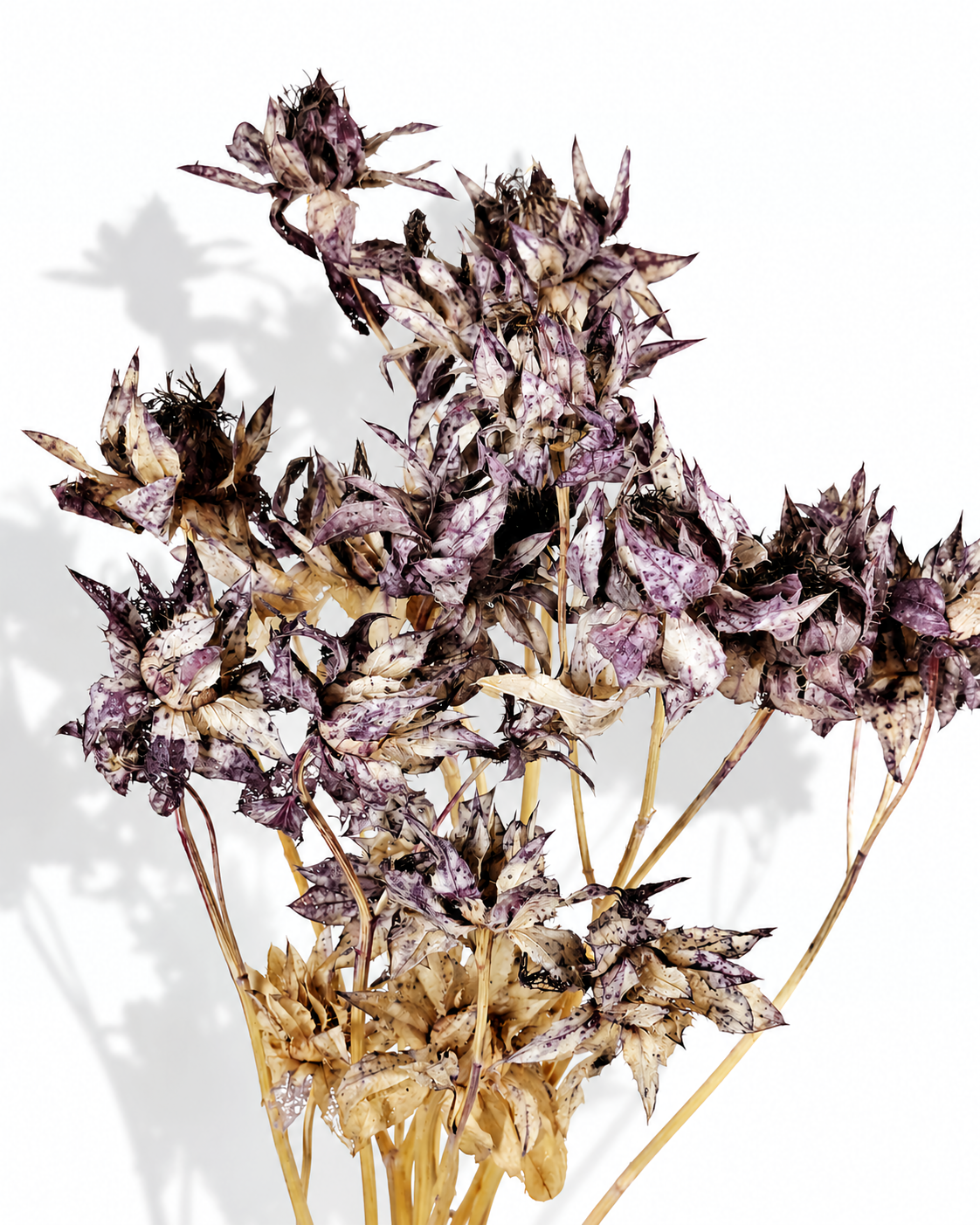 A bouquet of five preserved dusty purple safflower stems standing upright, showcasing their full length of 50-55 cm and natural arrangement of multiple textured flower heads on woody stems, set against a plain white studio background.
