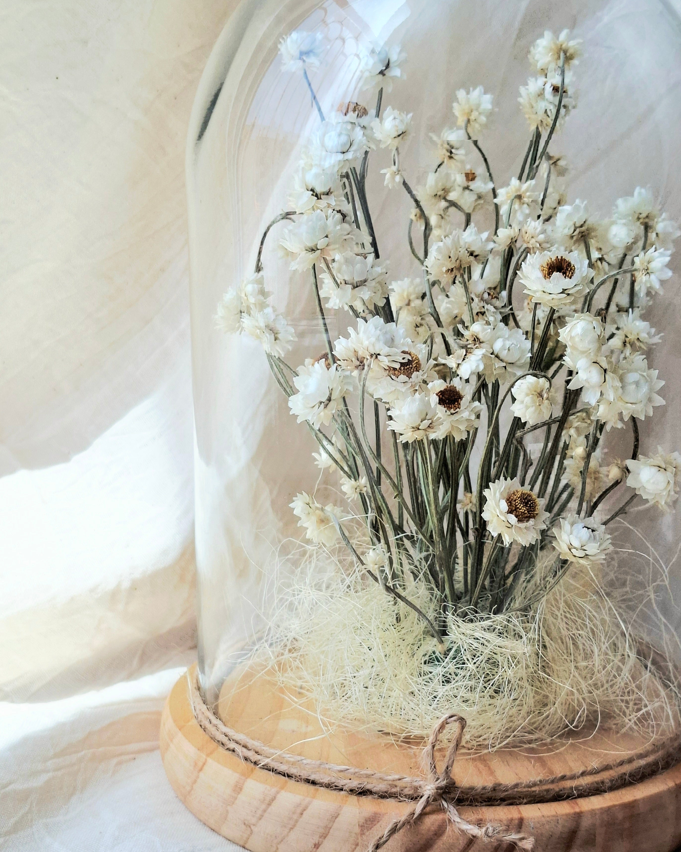 White Preserved Ammobium Under Glass Dome