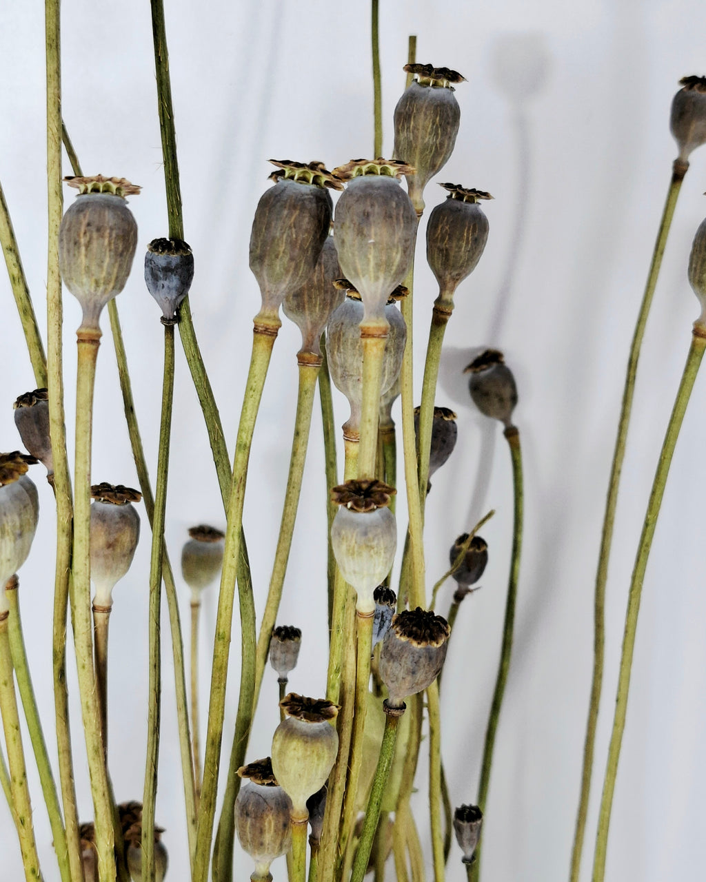 Natural Dried Poppy Stems