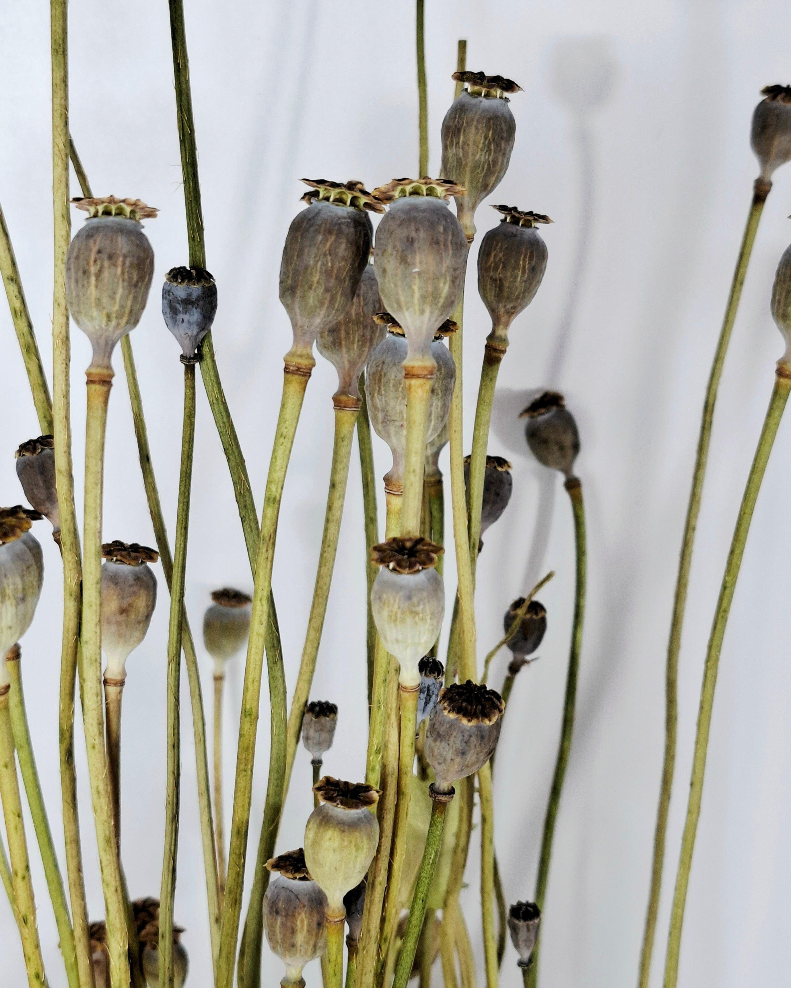 Natural Dried Poppy Stems
