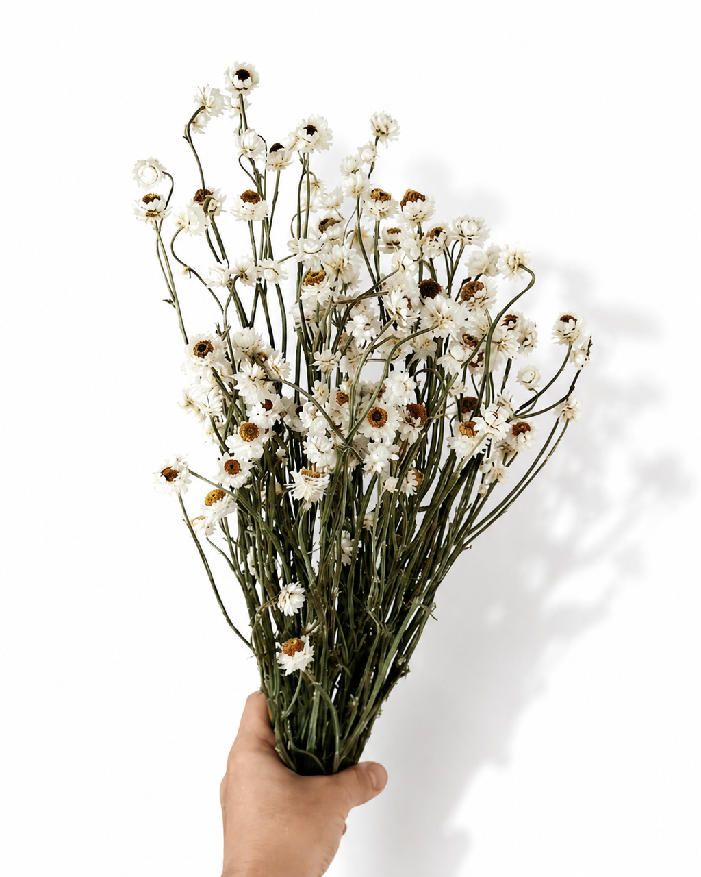 White Ammobium Stems