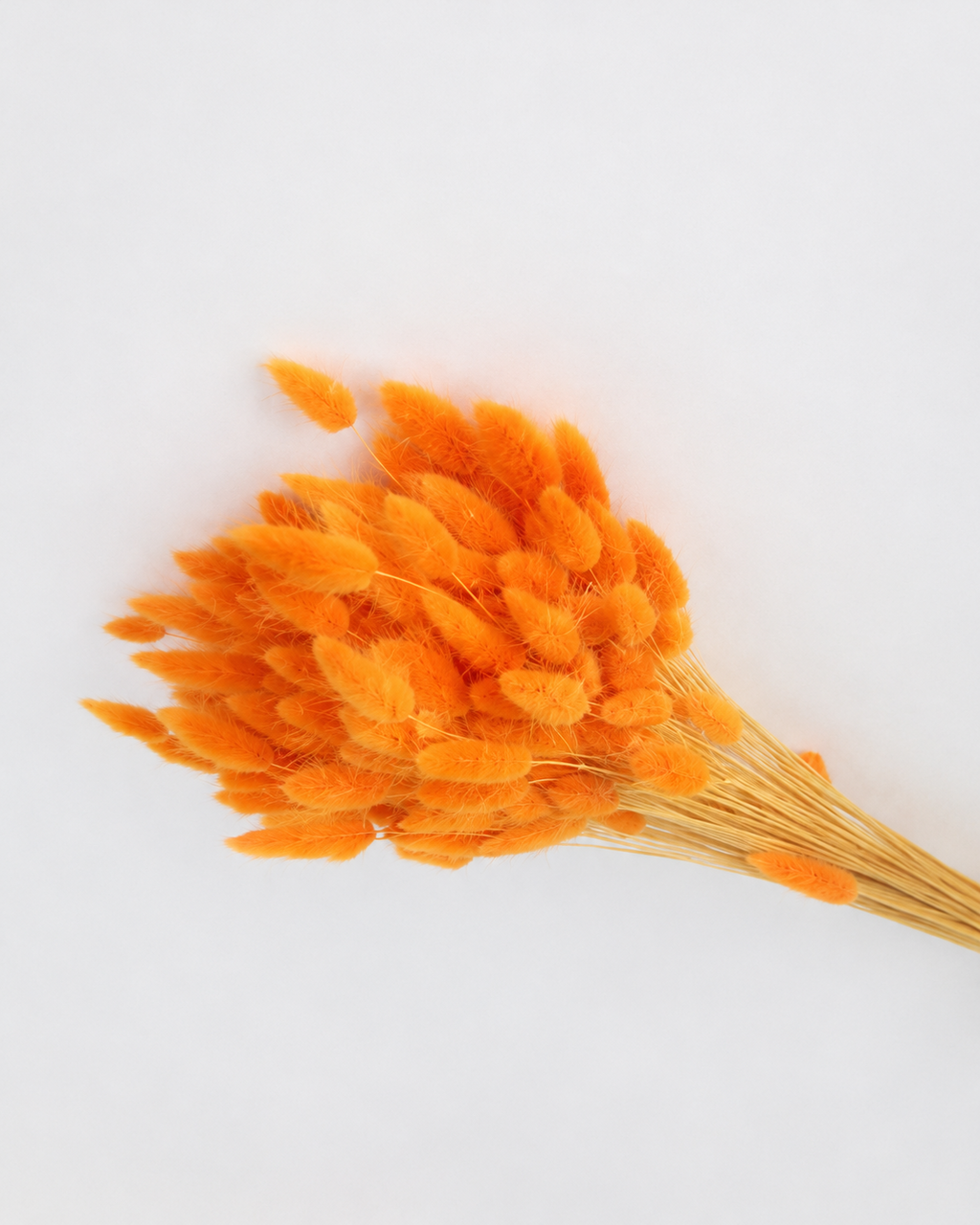 Mango Bunny Tail Grass