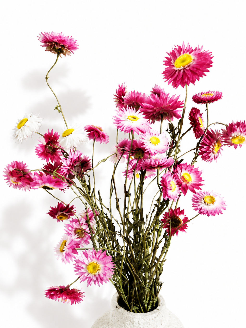 Pink Helichrysum Stems