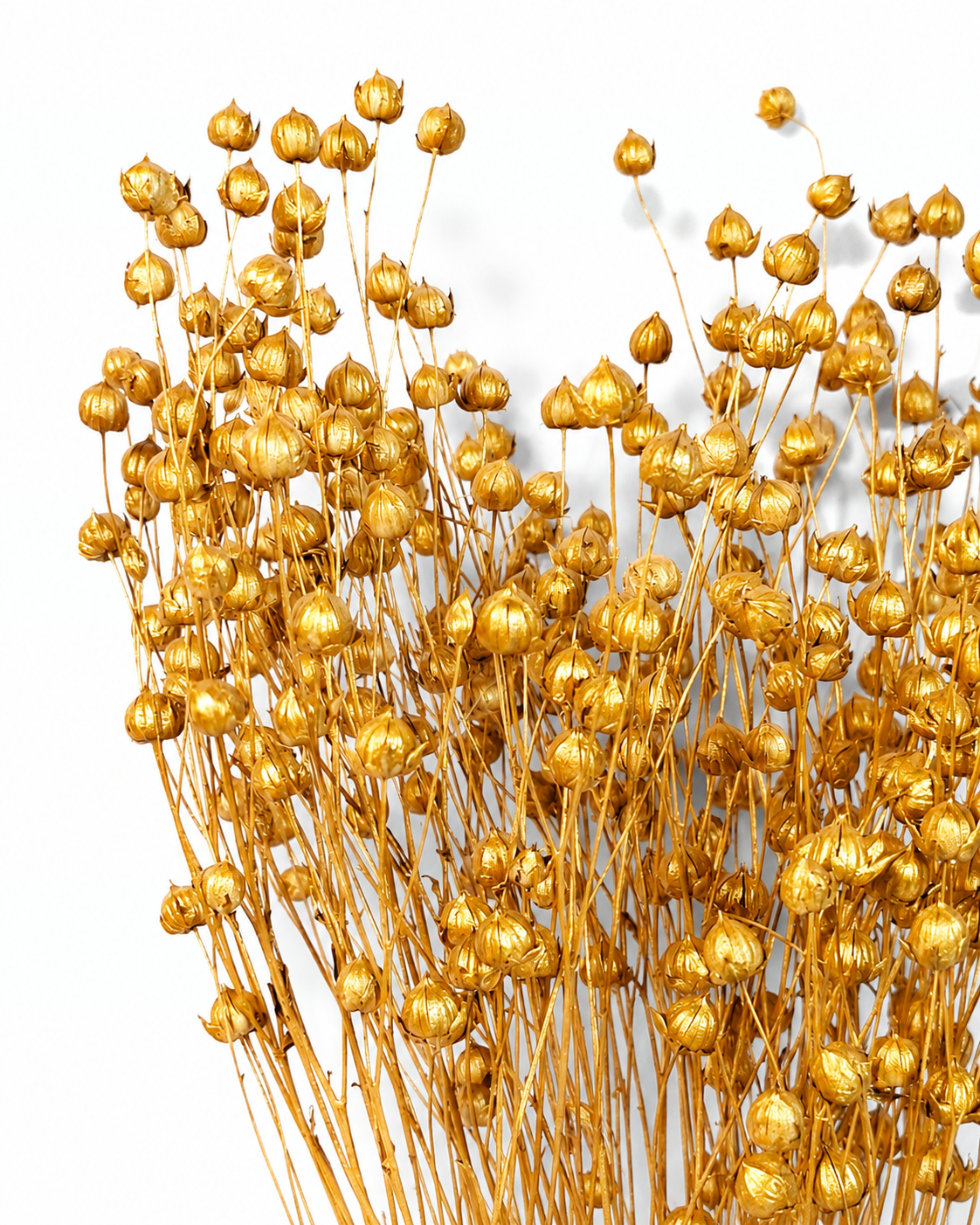 Detailed close-up view of metallic gold dried flax seed pods showing rich shimmer and delicate stems.

