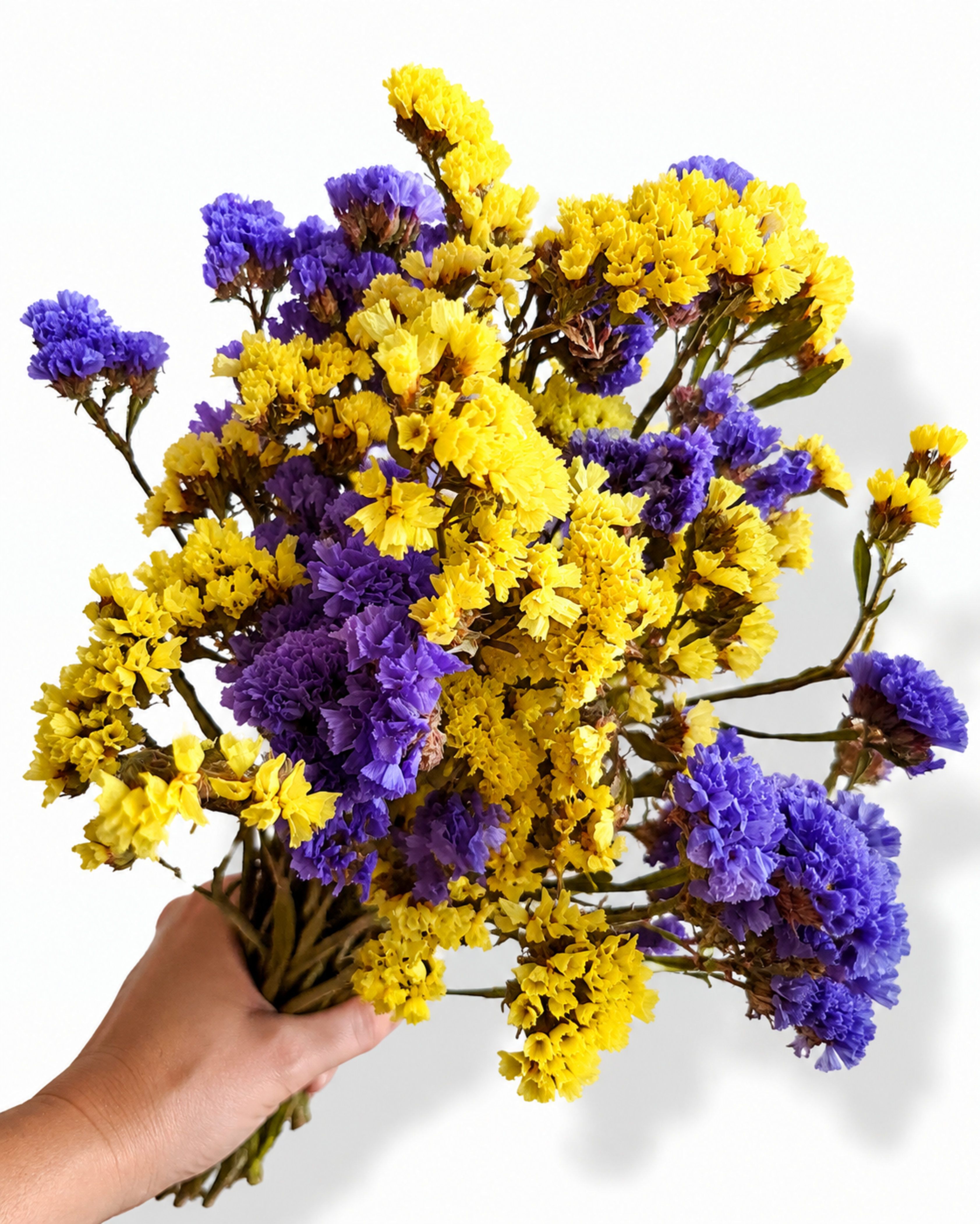 Premium dried yellow and blue statice mixed bunch 100g for professional florist decor