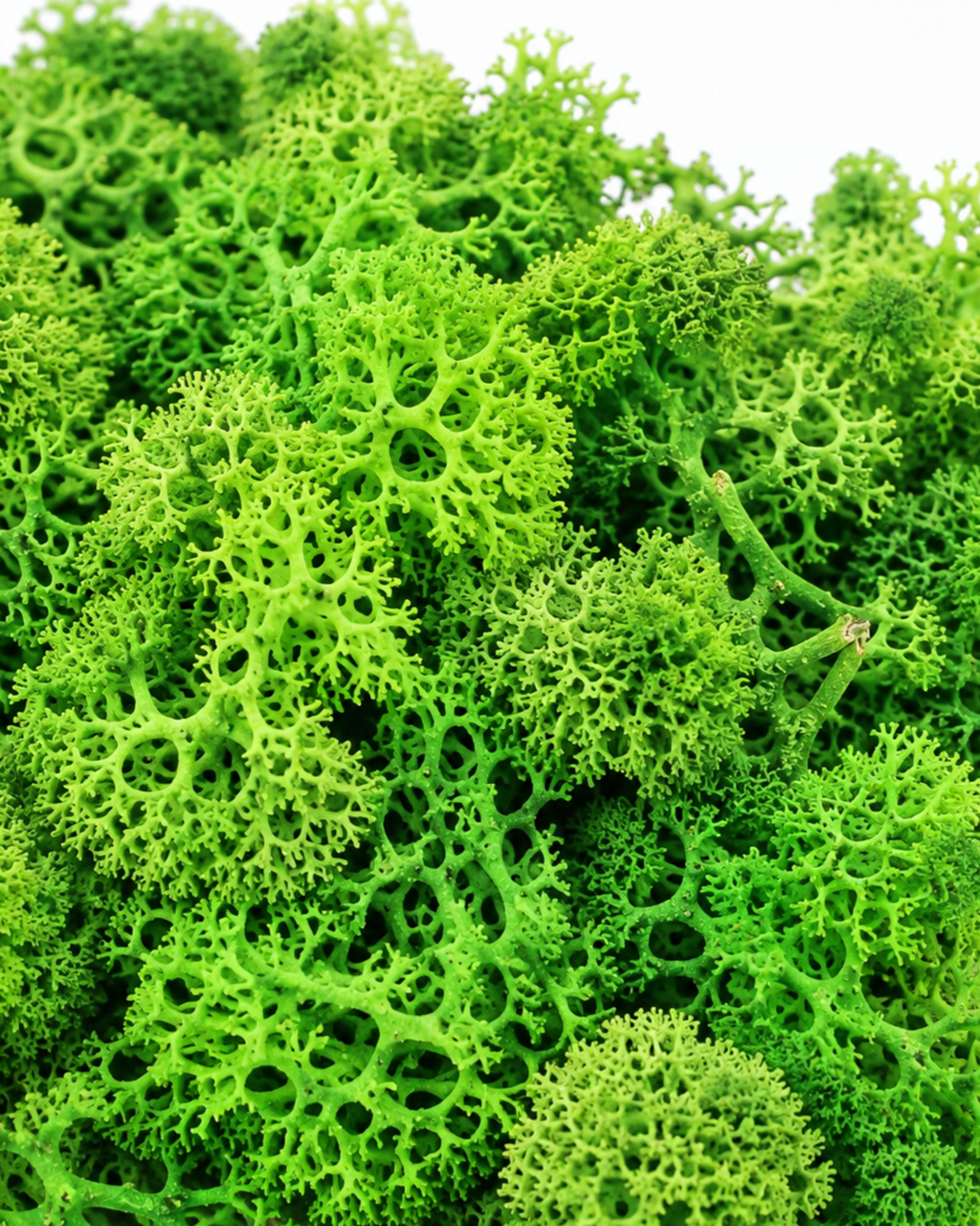Macro detailed shot of light grass green preserved moss texture and branching.
