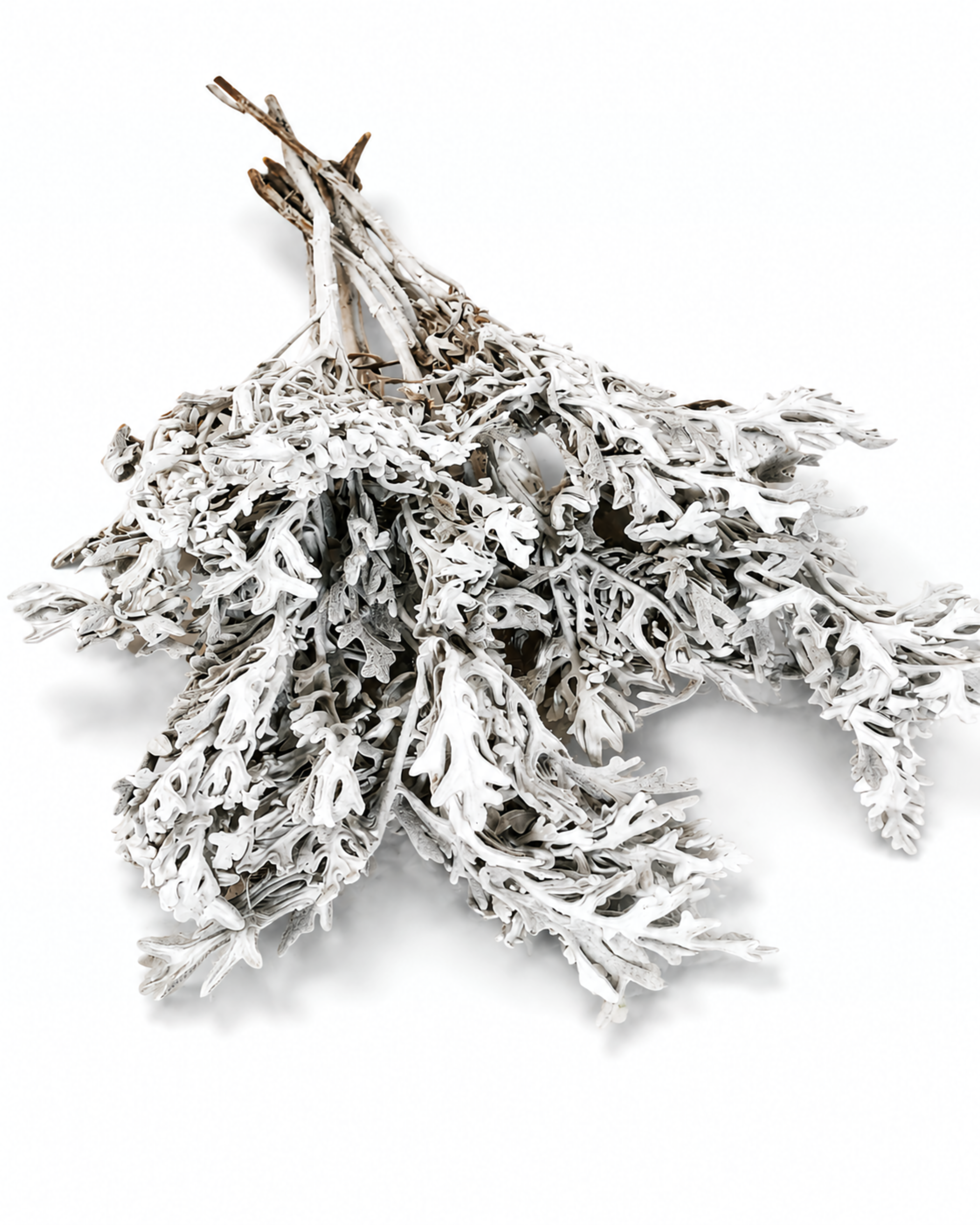 Tied bundles of stabilized silver grey dusty miller stems showing natural root cuts
