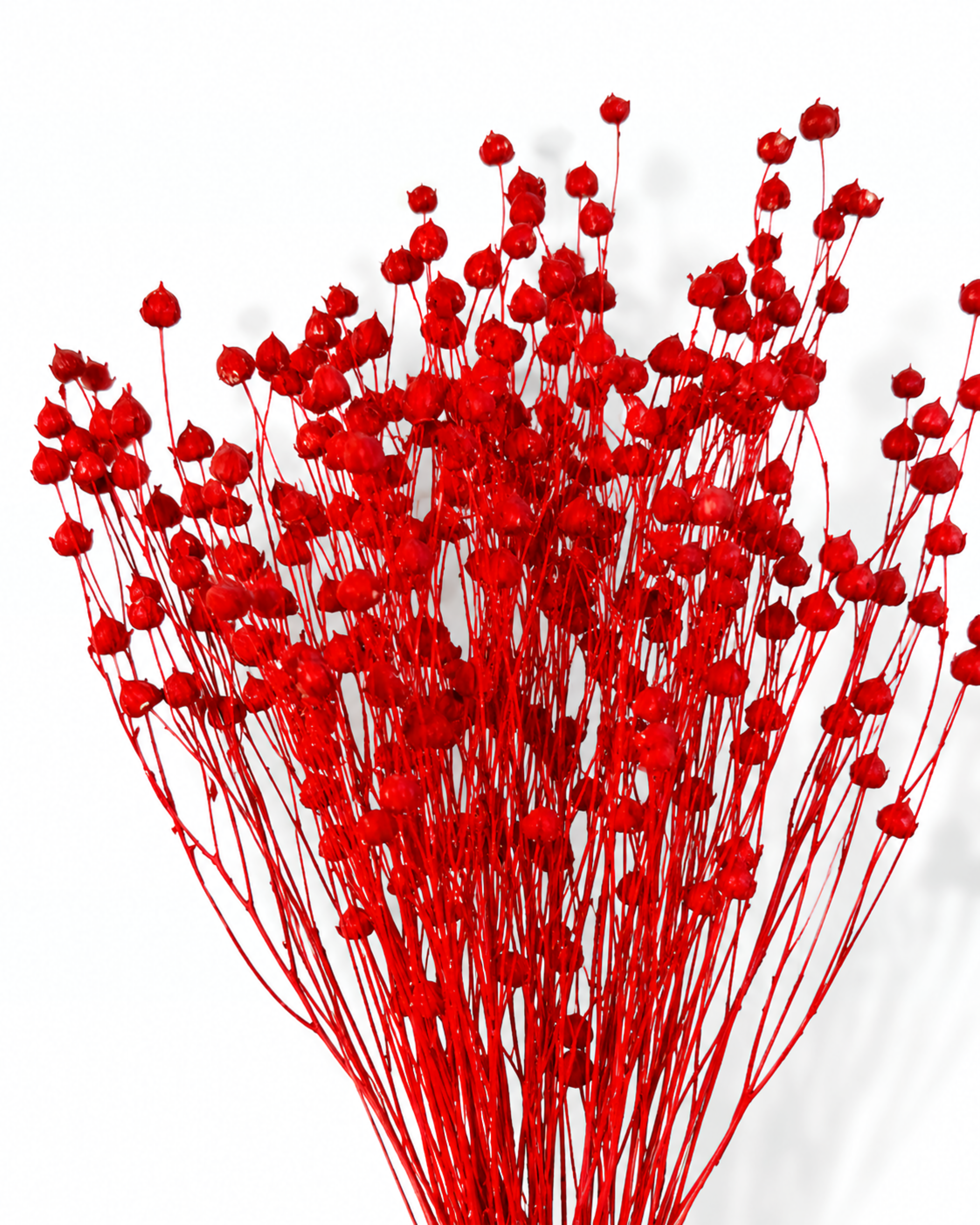 Detailed view of a full 50g bunch of bright red preserved linum seed heads for floral design

