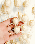 Hand holding a single natural white dried Nigella pod demonstrating soft texture and scale.
