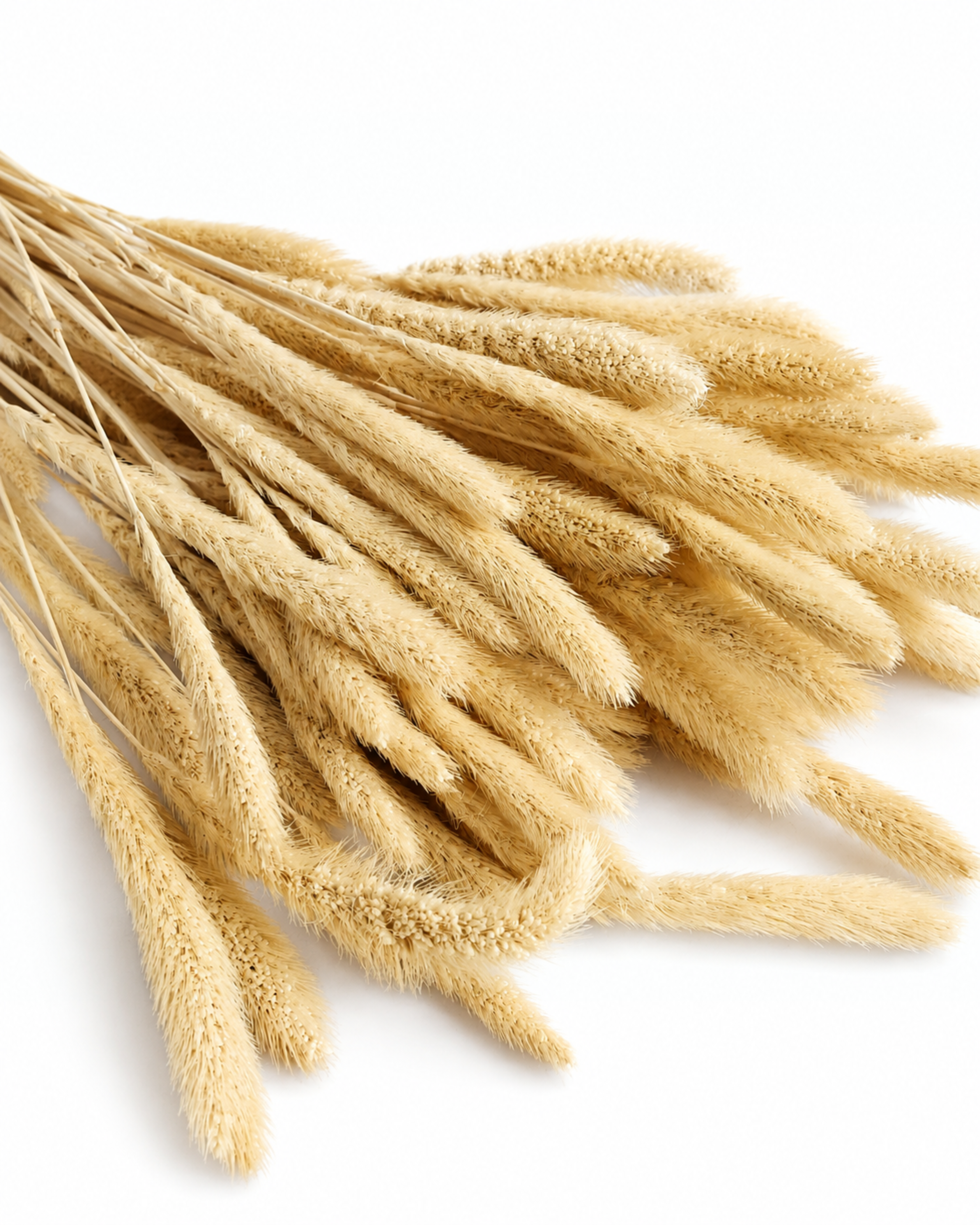 Close-up photo of a bound bundle of fluffy dried cream beige Setaria grass stems laying diagonally across a white background.
