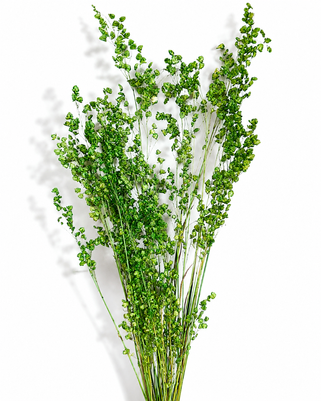 Dried Briza Grass Stems