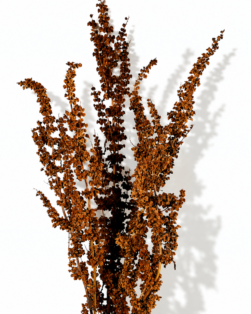 Full view of a 5-stem bundle of dried wild dock stems showcasing layered natural seed heads.
