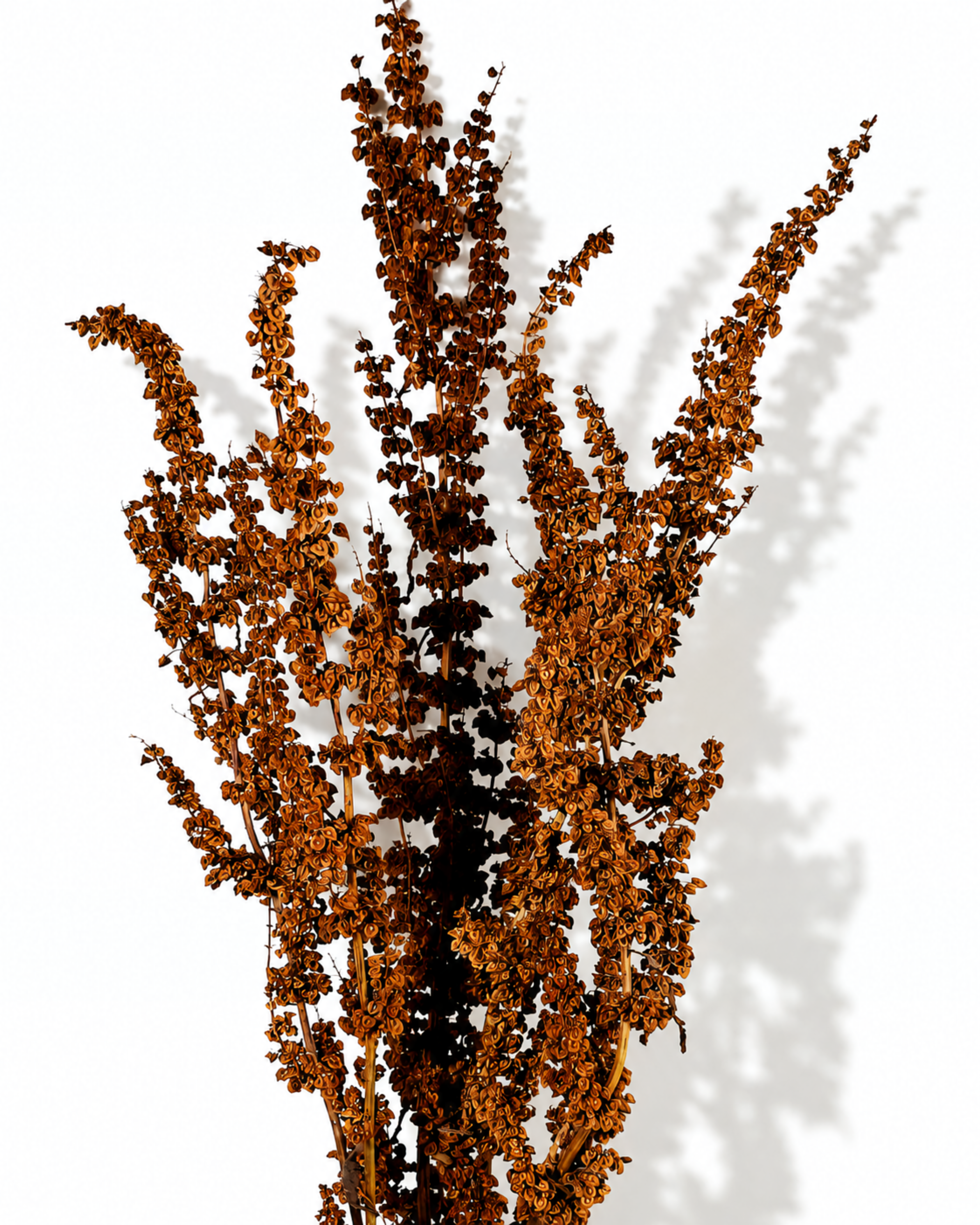 Full view of a 5-stem bundle of dried wild dock stems showcasing layered natural seed heads.
