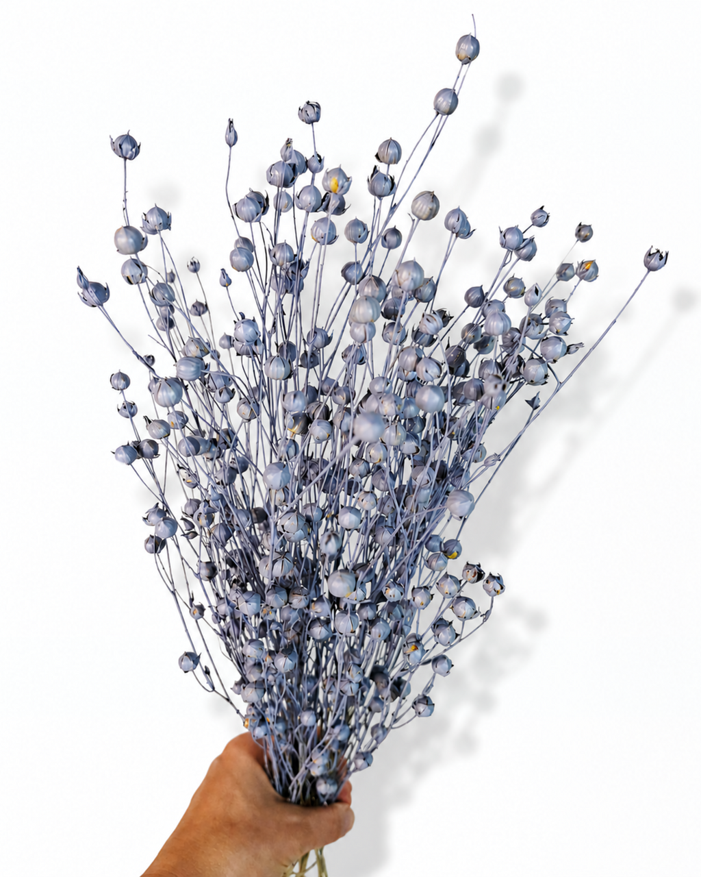 Dusty Blue Flax Stems
