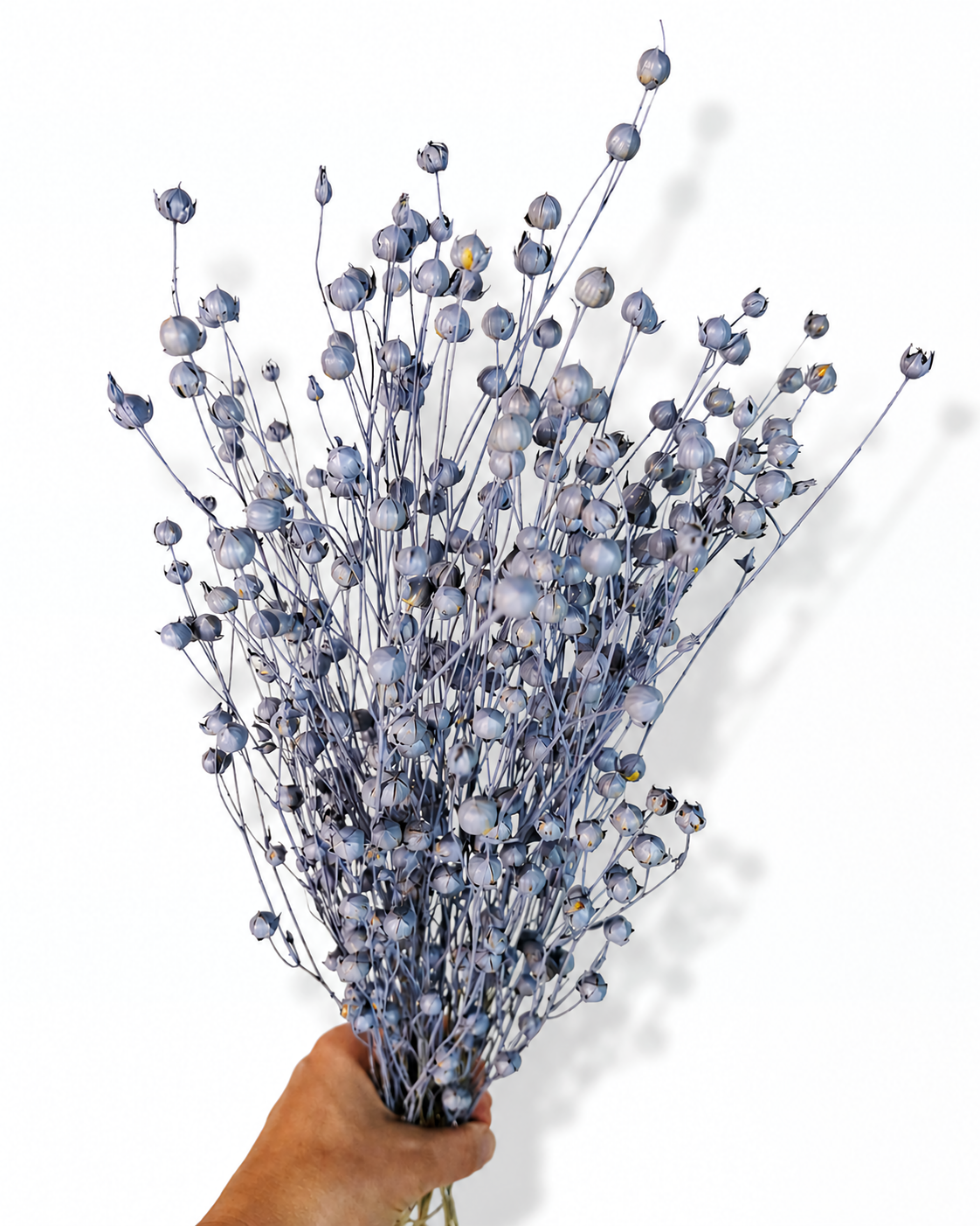 Dusty Blue Flax Stems
