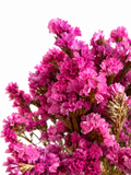 A full, vibrant bunch of premium naturally dried Pink Statice stems (Limonium) held in hand against a white background.
