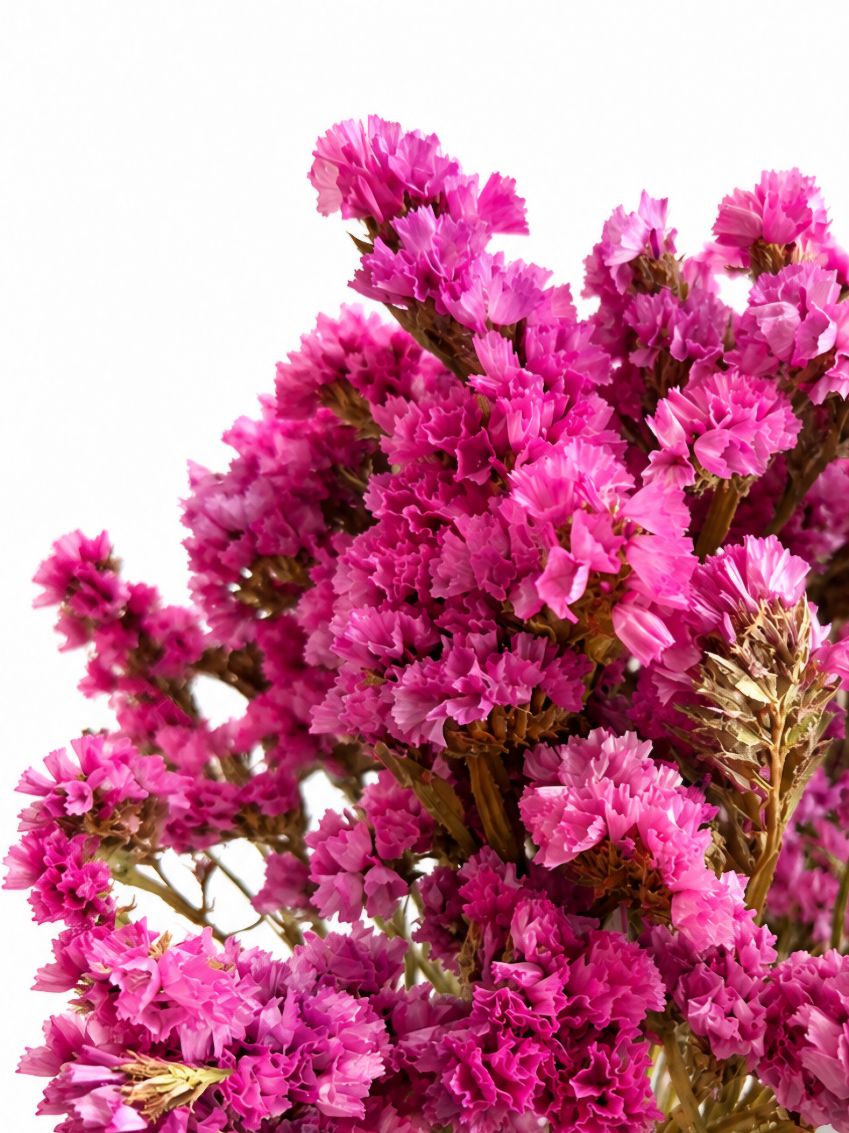 A full, vibrant bunch of premium naturally dried Pink Statice stems (Limonium) held in hand against a white background.
