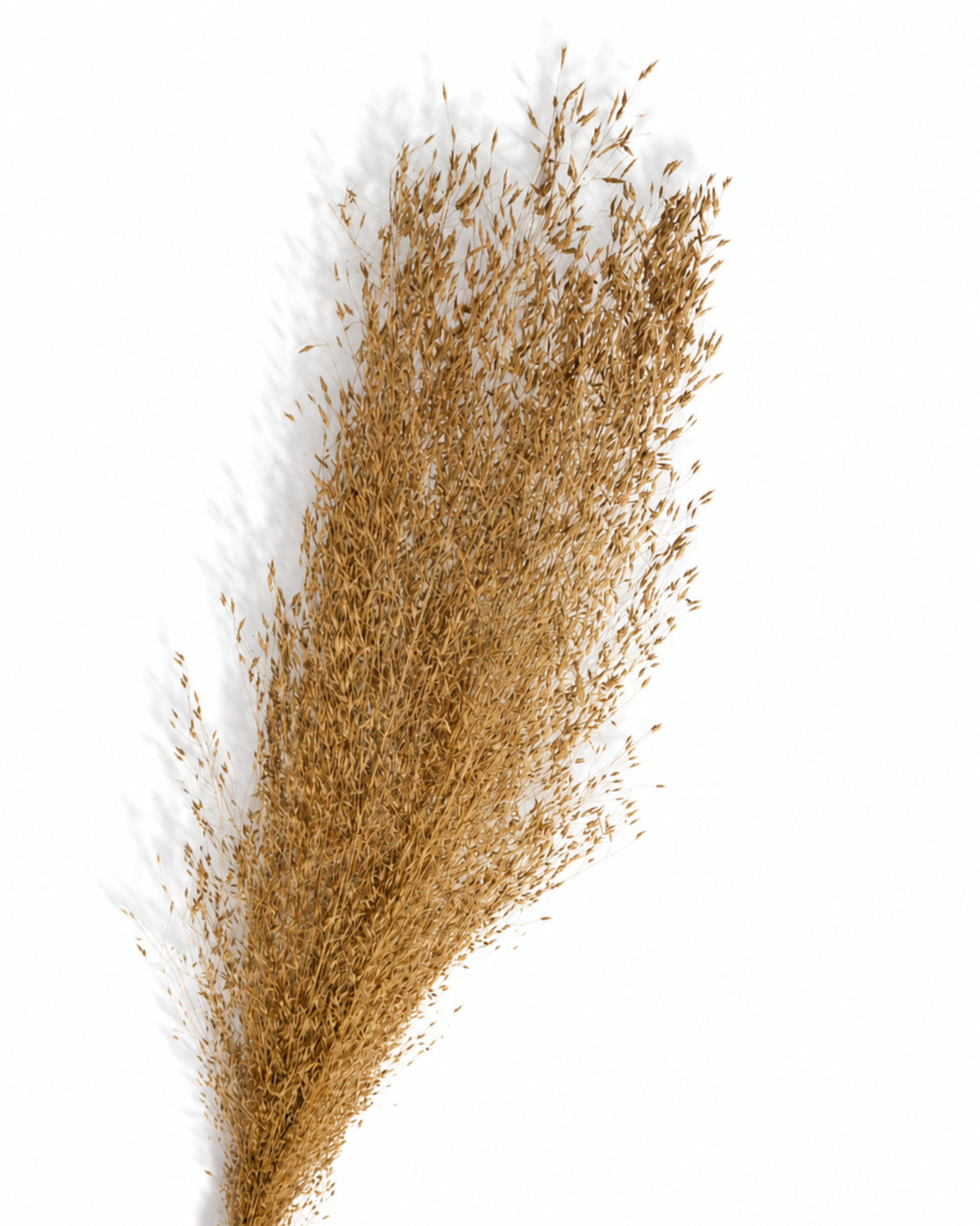 Tall Dried Rice Grass Bundle - Beige Natural Grass Stems