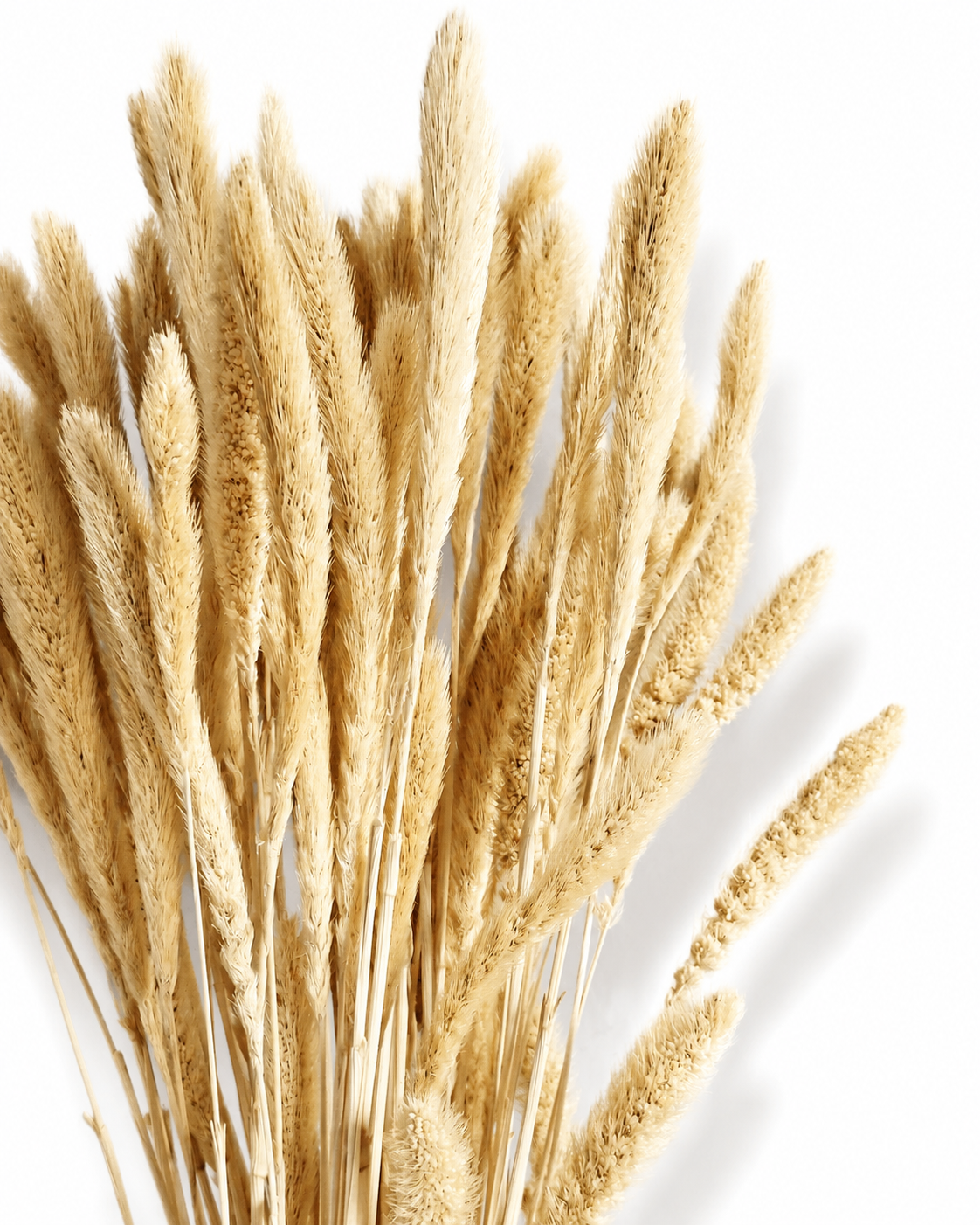 A bundle of natural cream-beige dried Setaria stems standing upright against a plain white background, highlighting stem lengths up to 55 cm.
