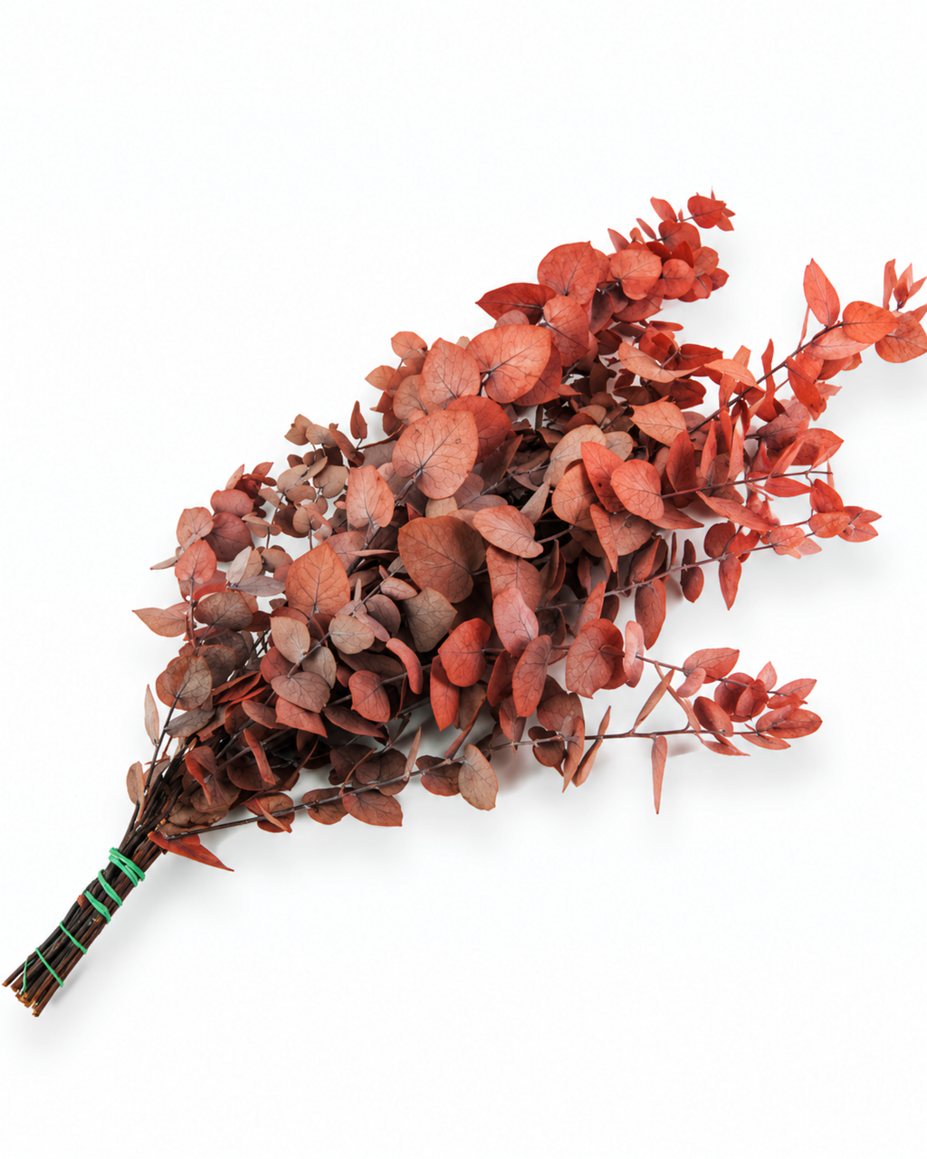 Preserved Terracotta Red Eucalyptus Stuartiana Stems - Rust Sienna Bunch