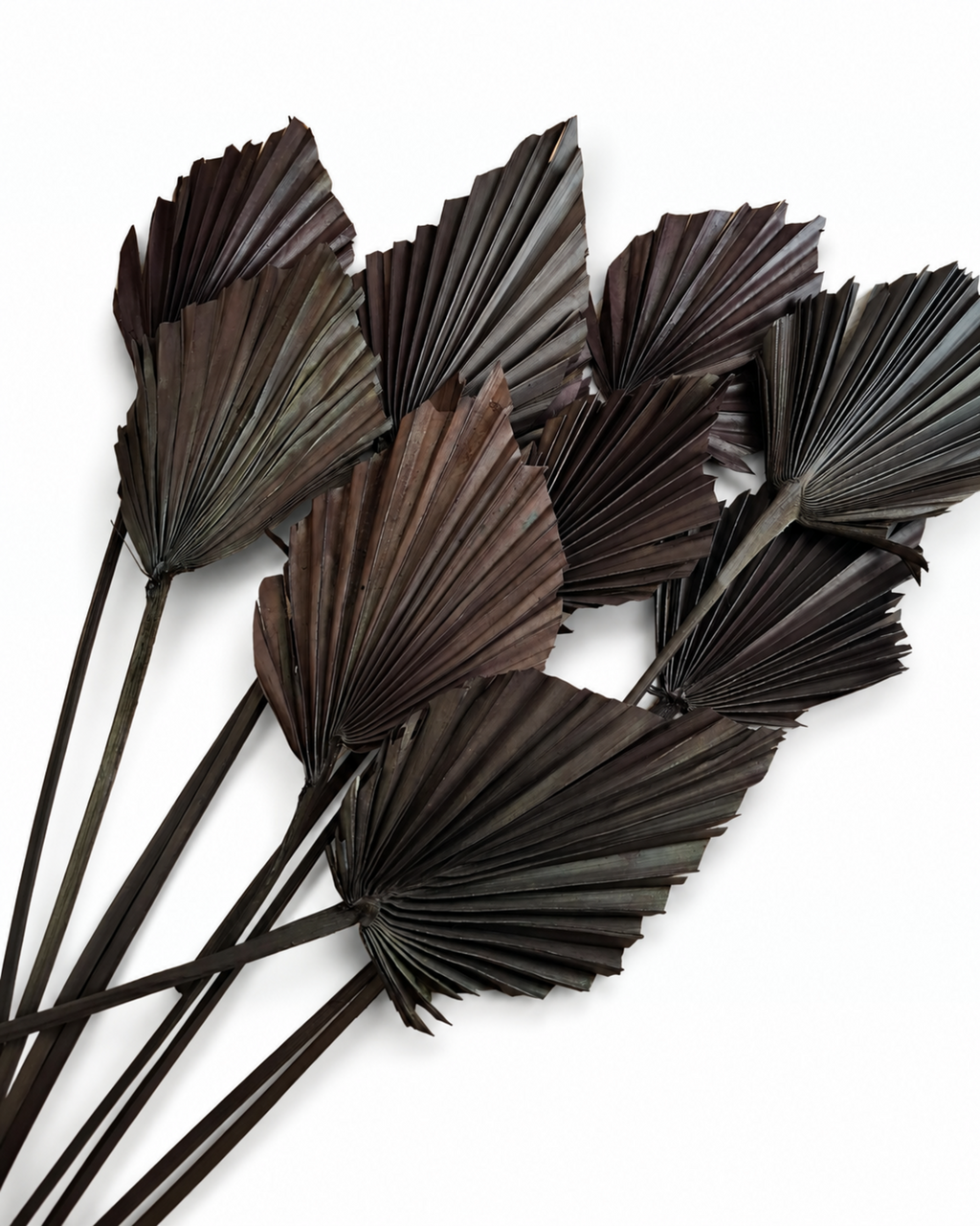 Naturally air-dried and matte black painted palm spear fronds, 5 pieces bundle, 30-50cm height for contemporary interior design.
