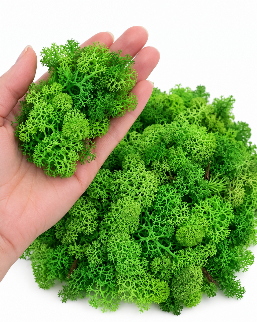 Preserved Reindeer Moss 250g - Light Grass Green Botanical Craft Supply
