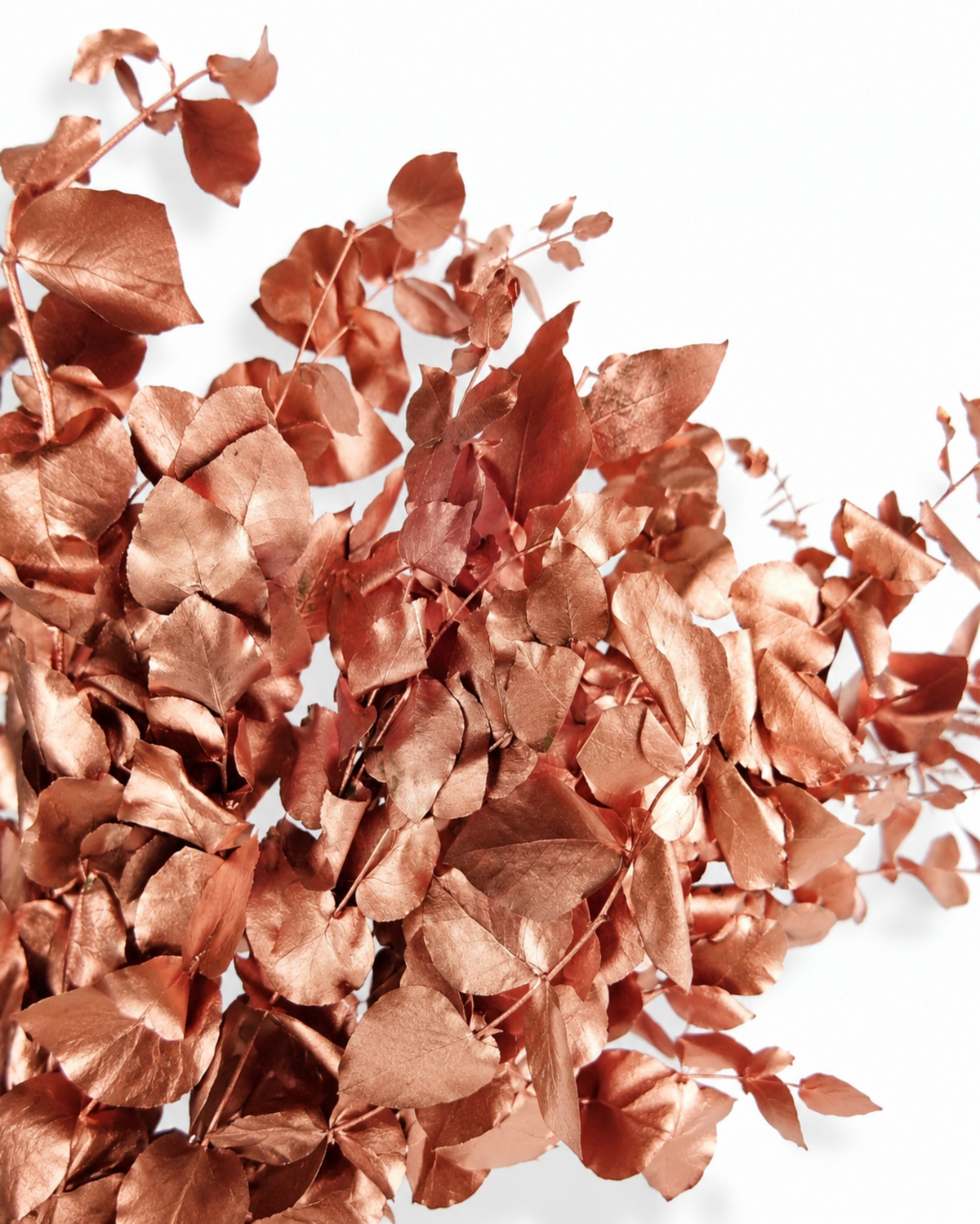 Preserved Metallic Copper Eucalyptus Bunch - Stuartiana - 120-150 g / 60 cm