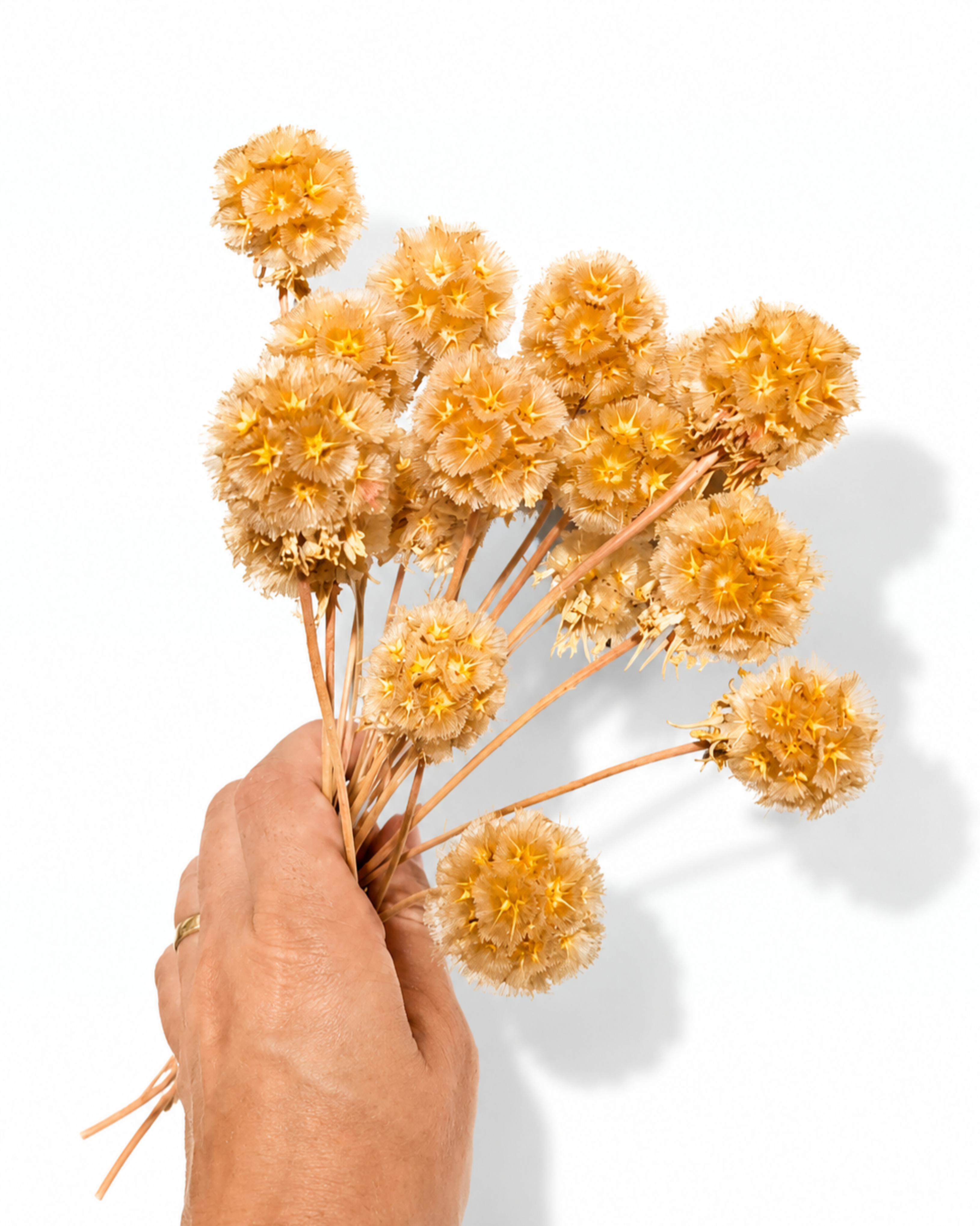 A hand holding a 10-stem bundle of natural beige scabiosa pods displaying stem length and head detail.
