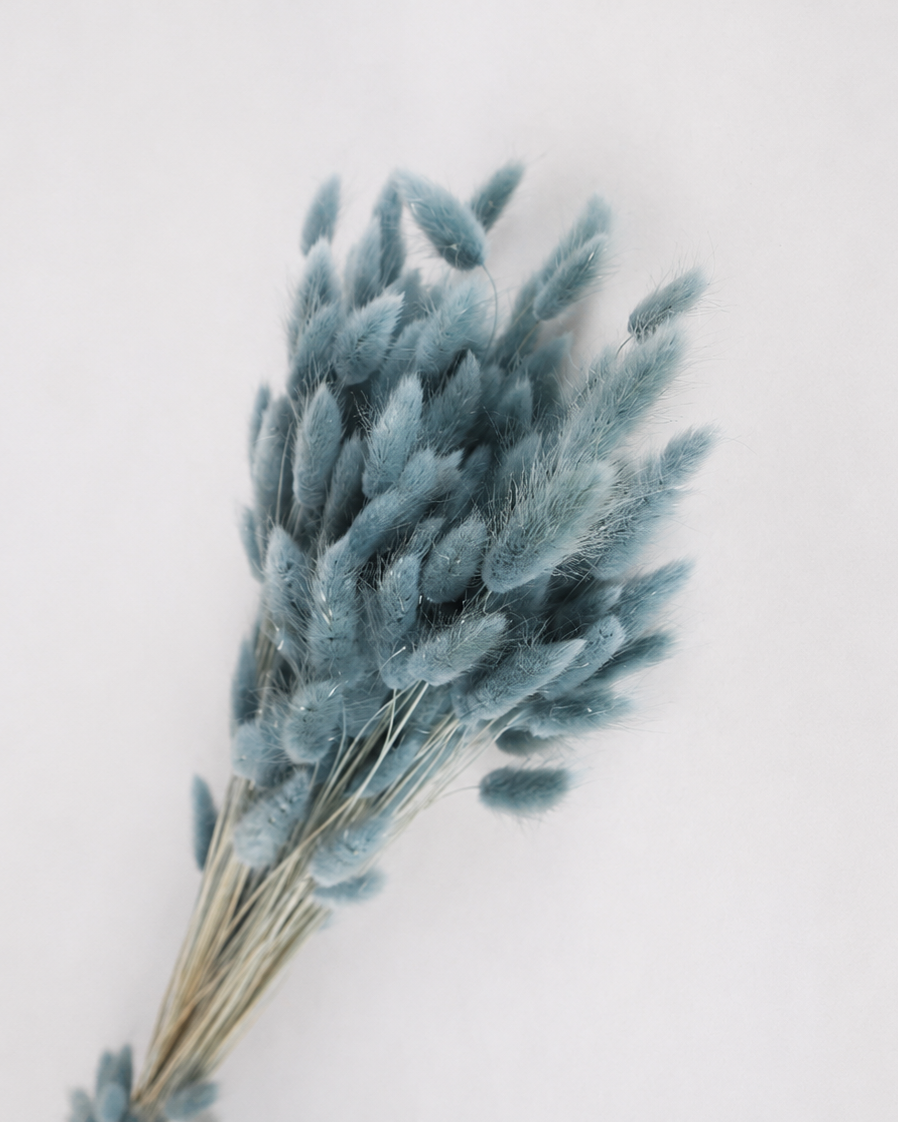 Blue grey Bunny Tail Grass