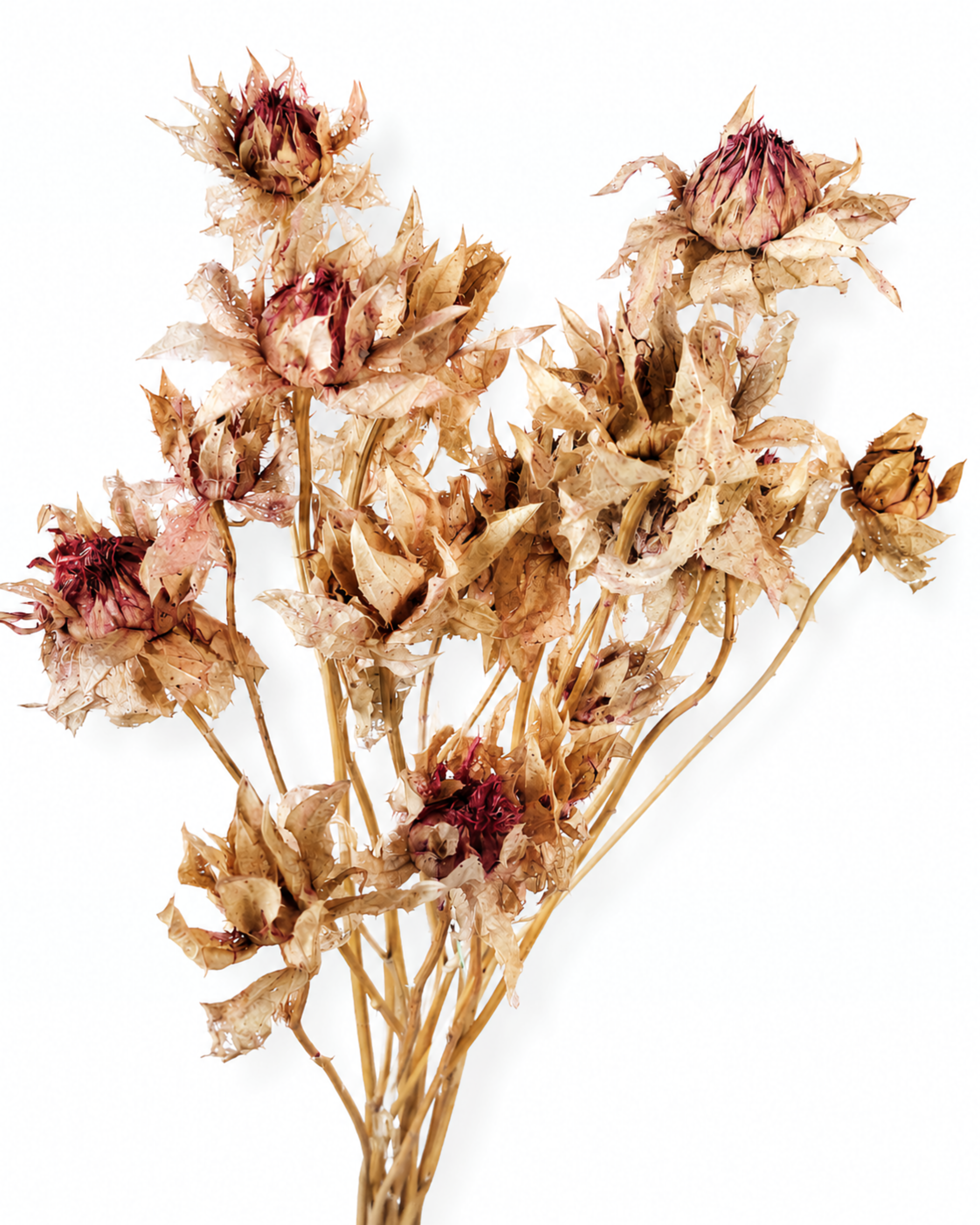 Blush Pink Safflower Stems
