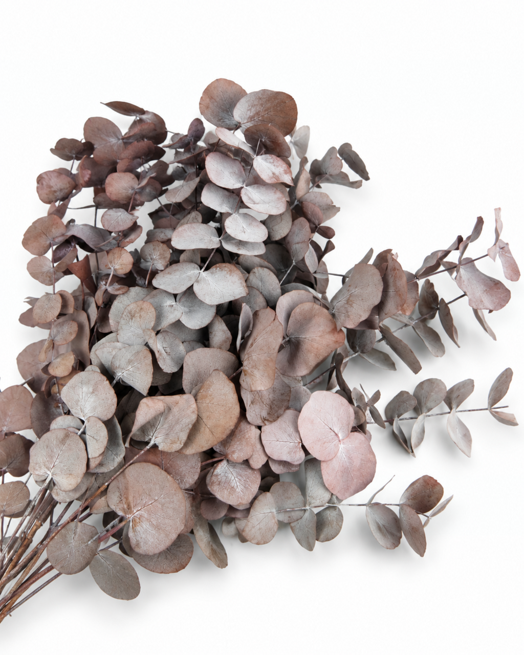 Full view of a bundle of preserved dark red burgundy eucalyptus cinerea stems tied together on a white backdrop.
