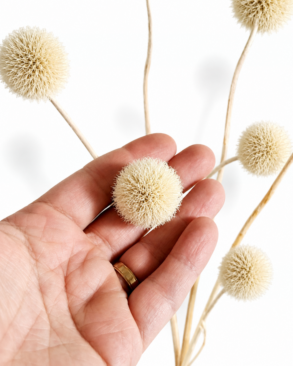 A hand holding an allium flower head on a palm showing delicate size and ivory tone.
