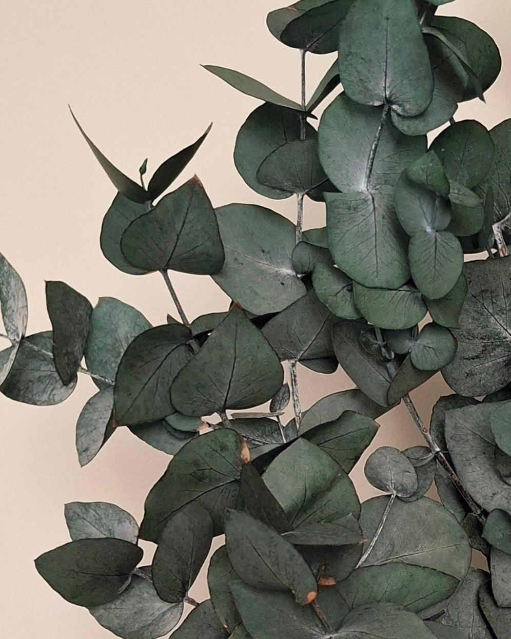 Preserved Eucalyptus Cinerea Stems
