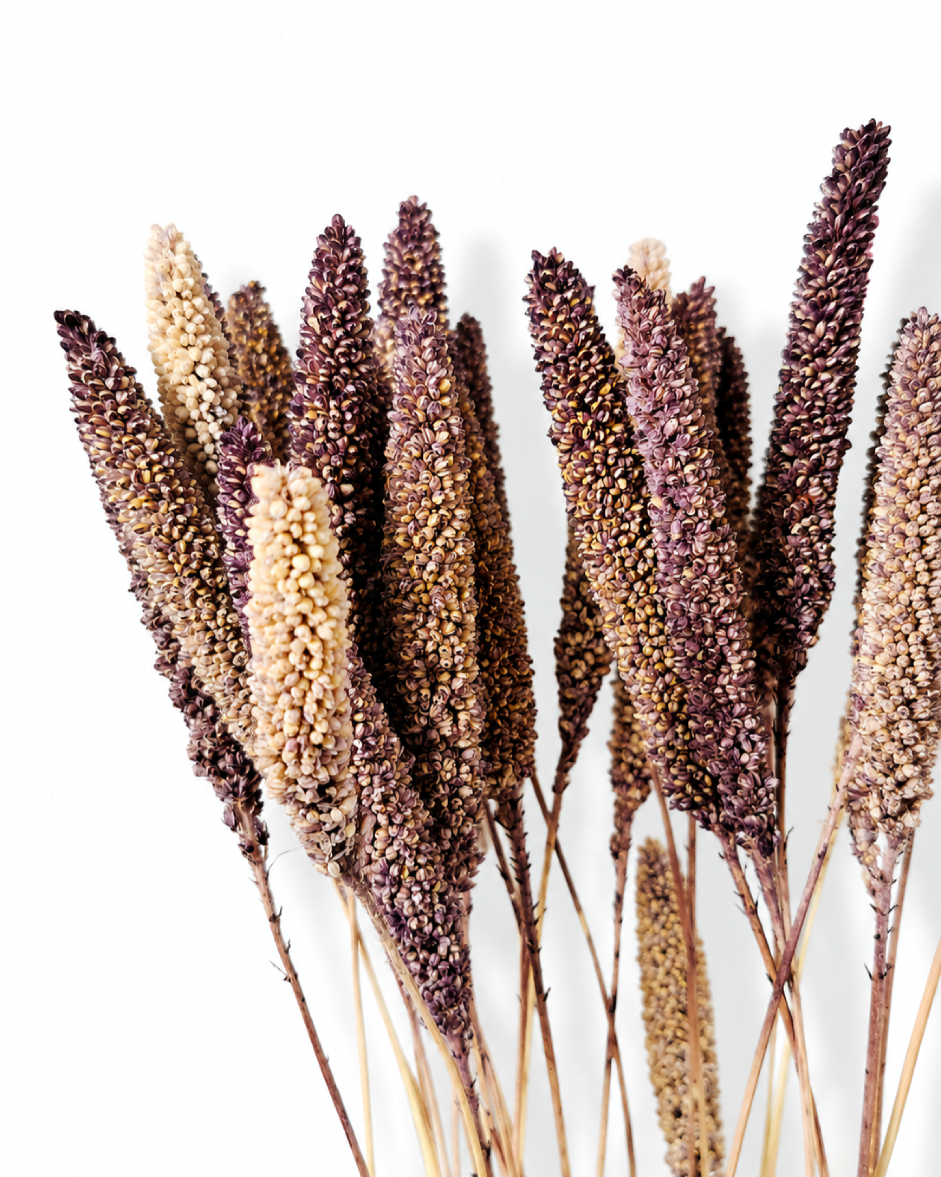 Dried Purple Brown Setaria Stems - Foxtail Millet